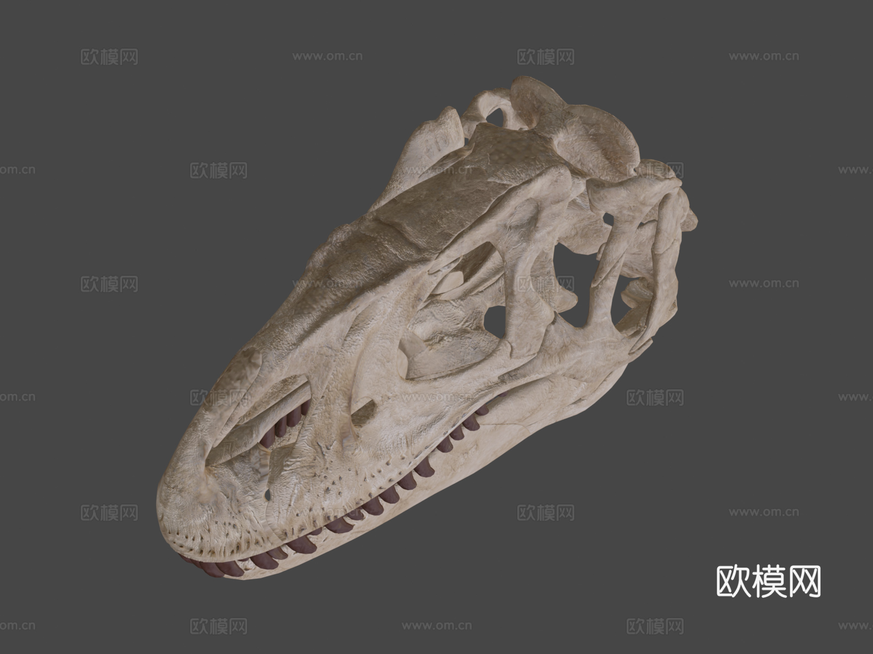 异特龙头骨3d模型
