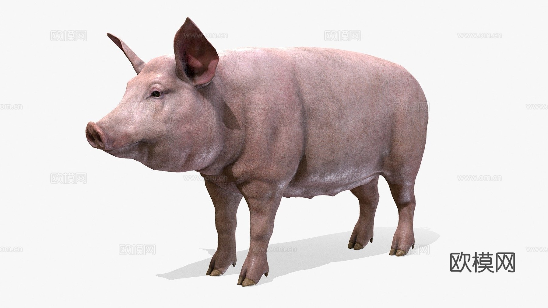 猪动画3d模型
