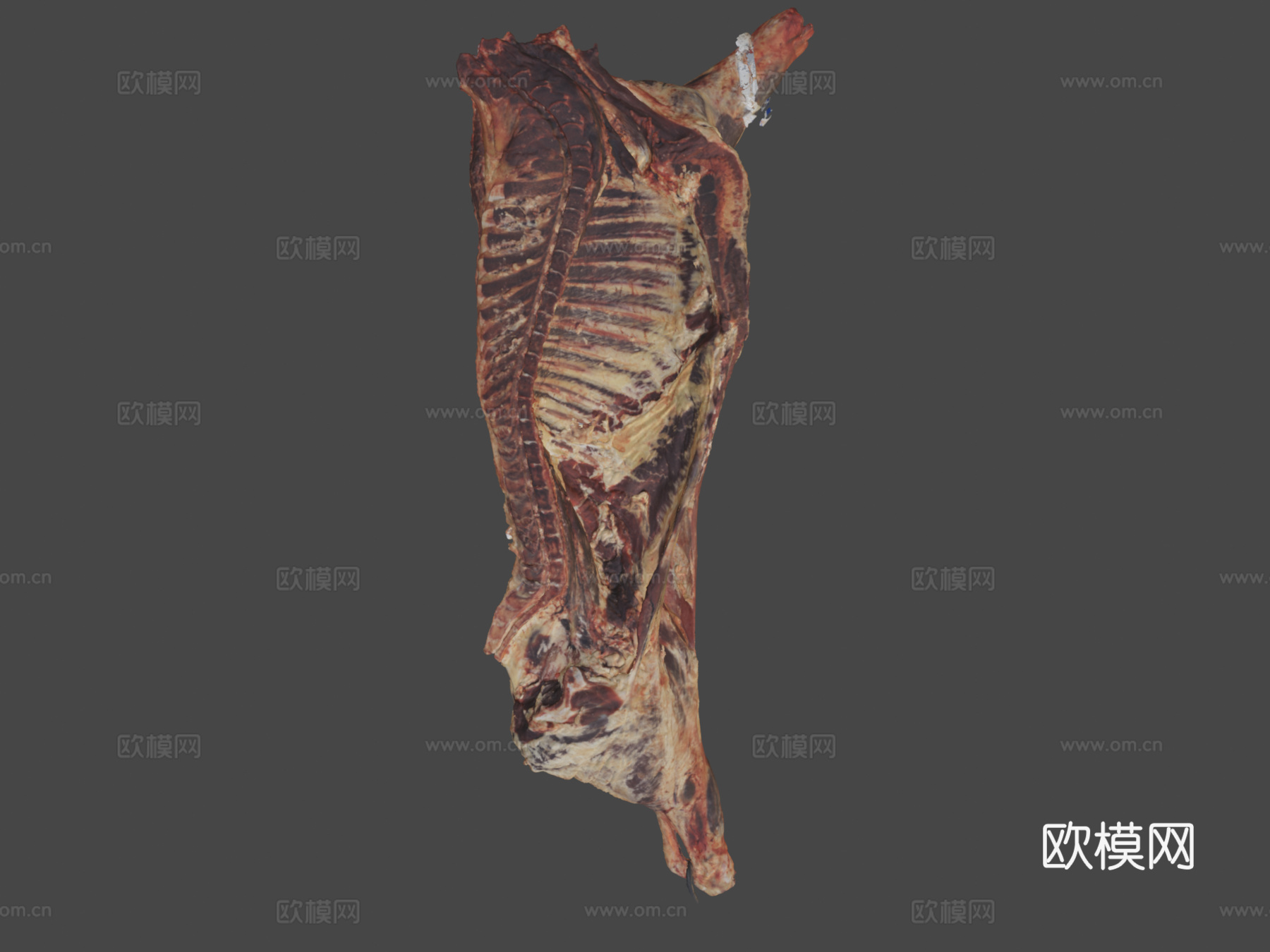 肉胴体3d模型
