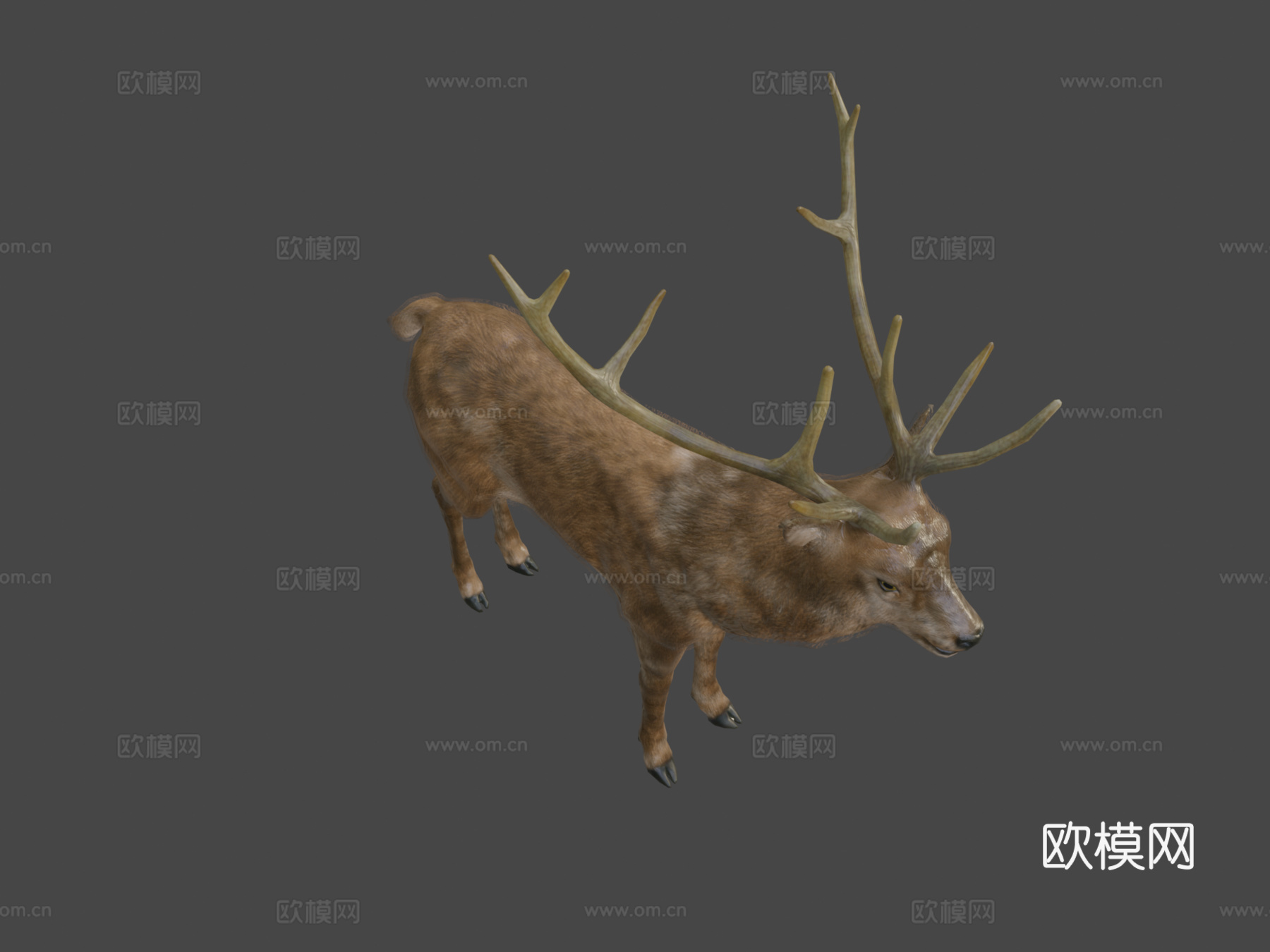 雄鹿动画3d模型