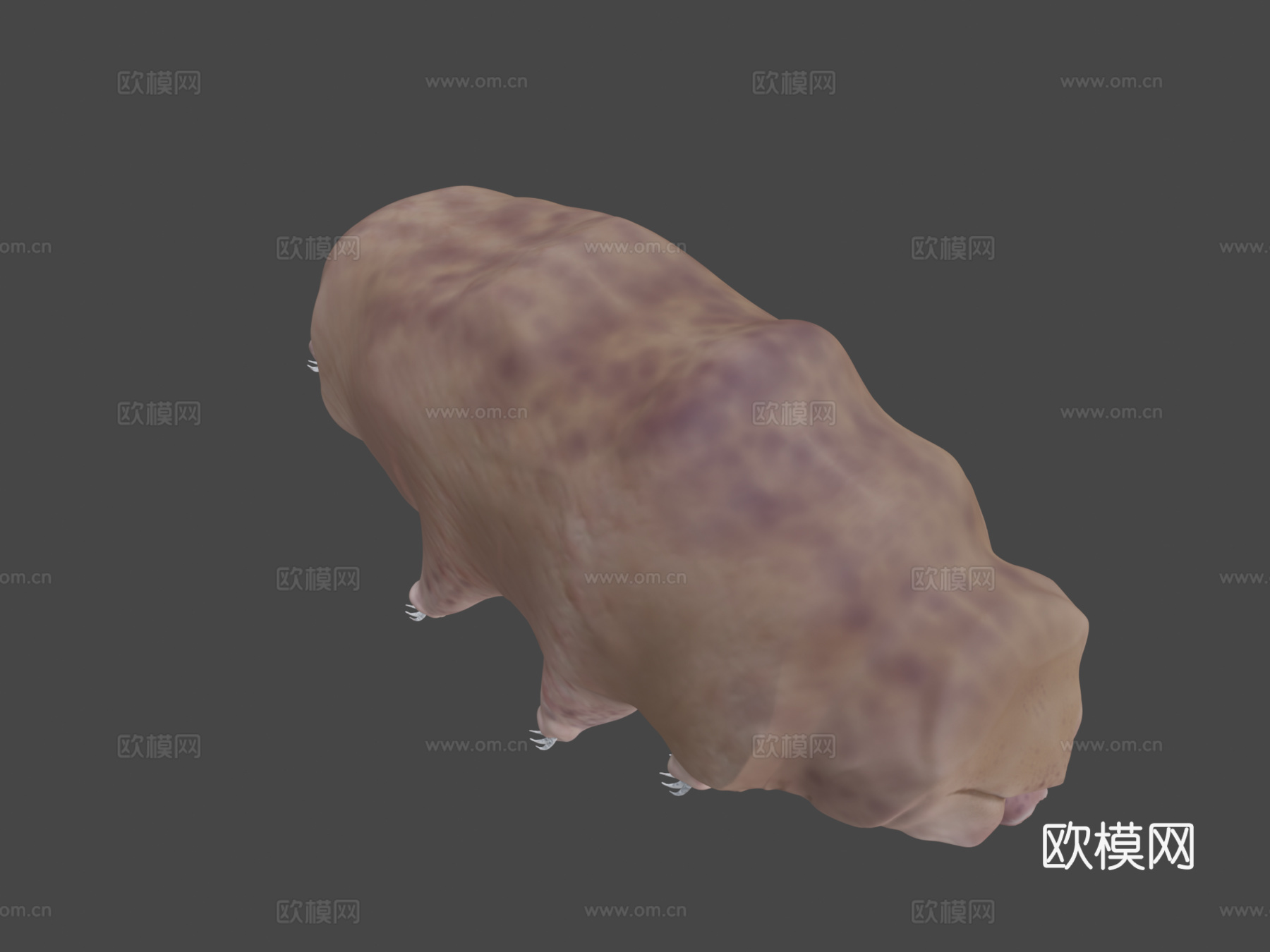 水熊虫3d模型