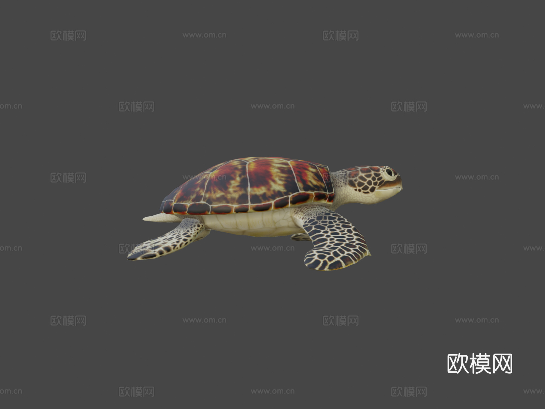 绿海龟3d模型