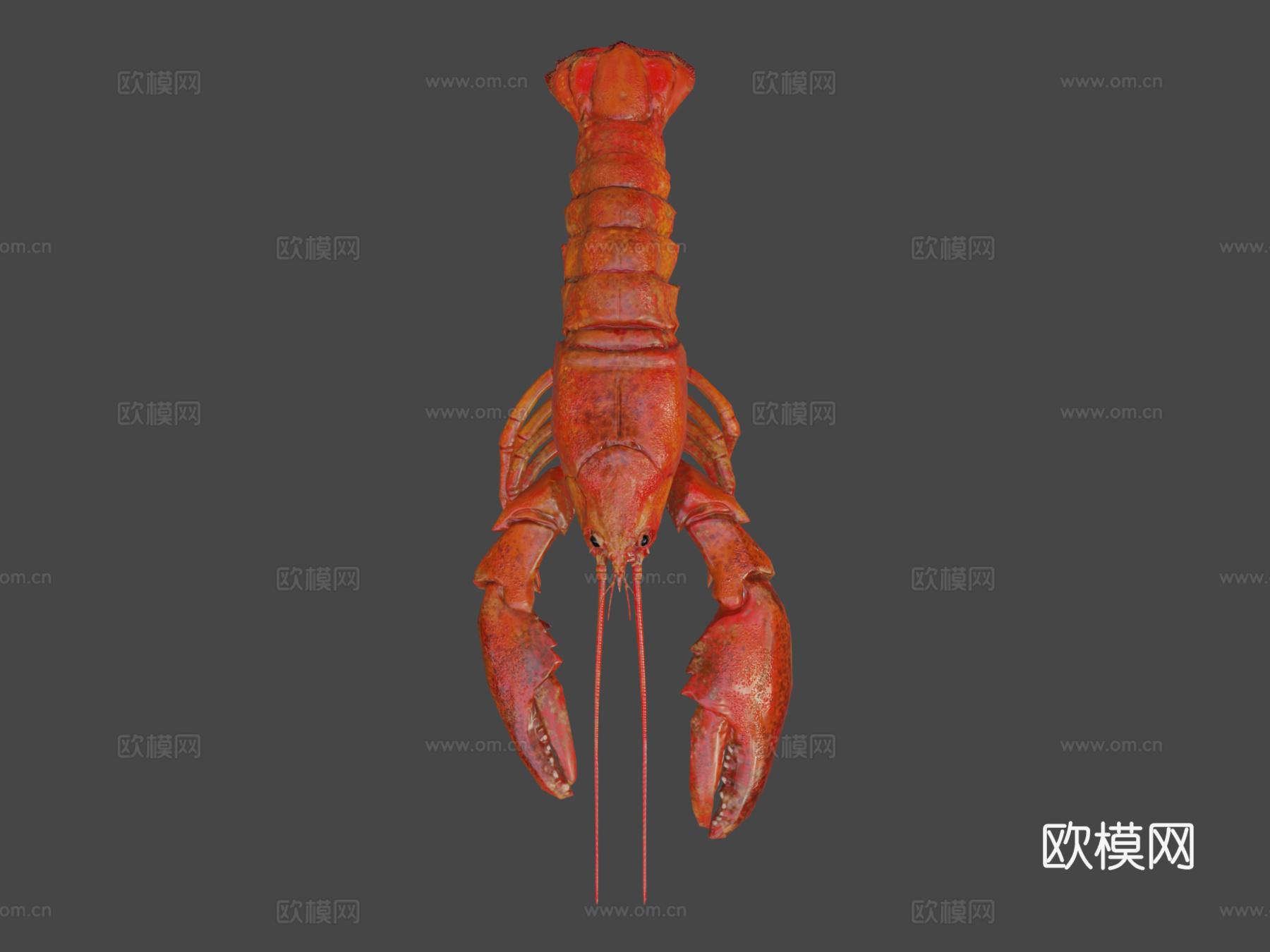 龙虾3d模型