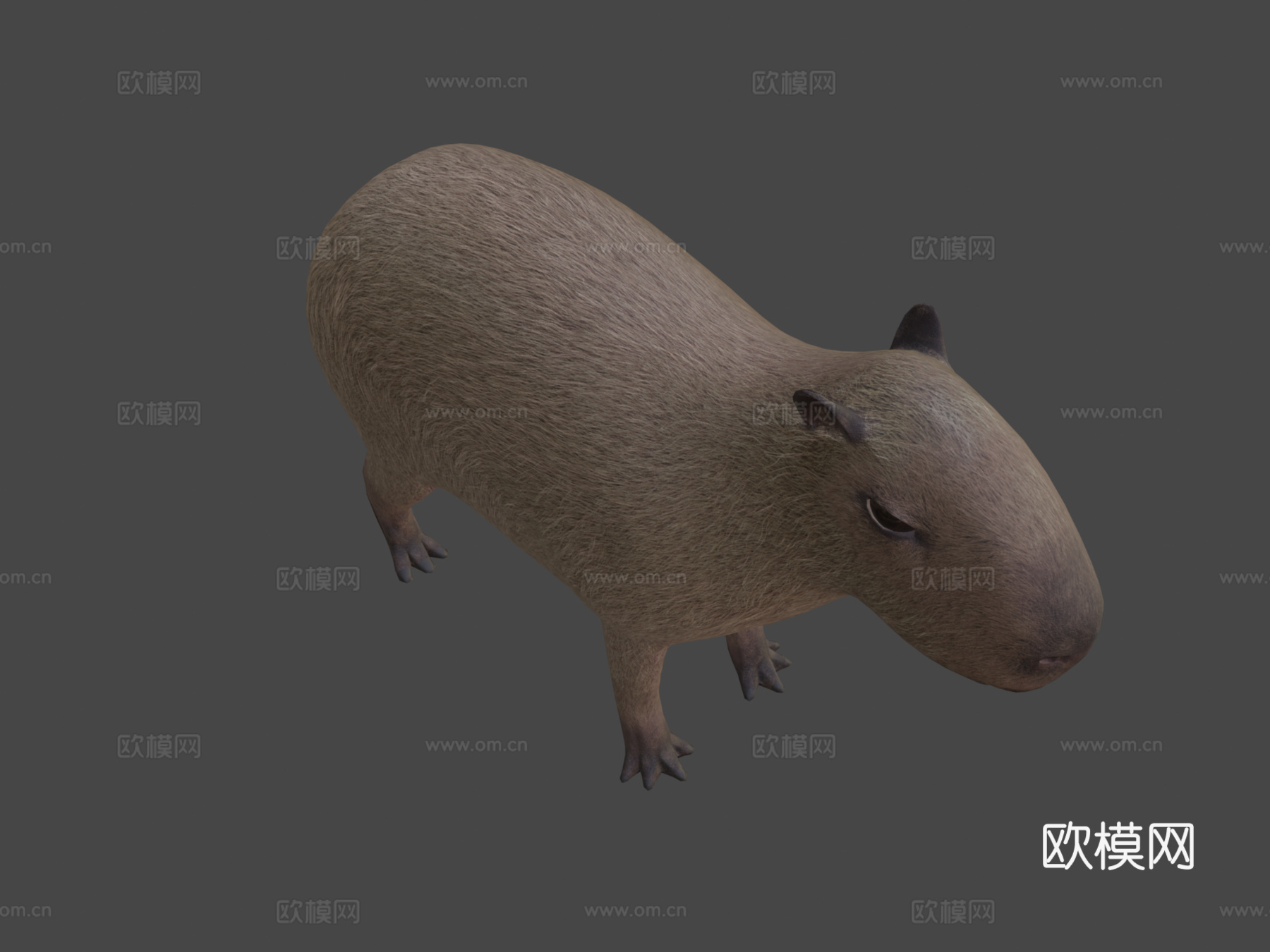 水豚3d模型