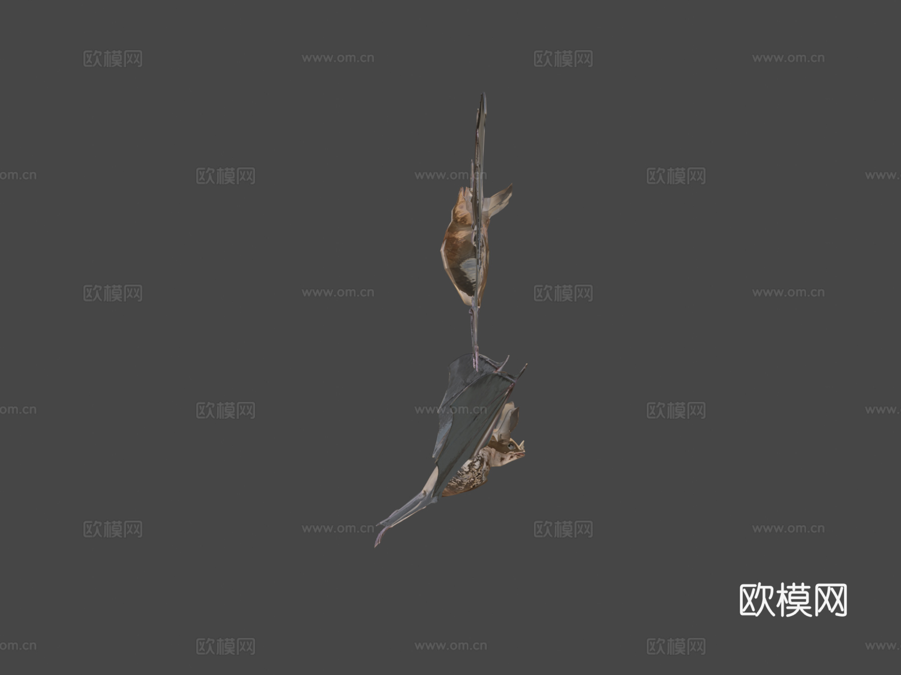 蝙蝠3d模型