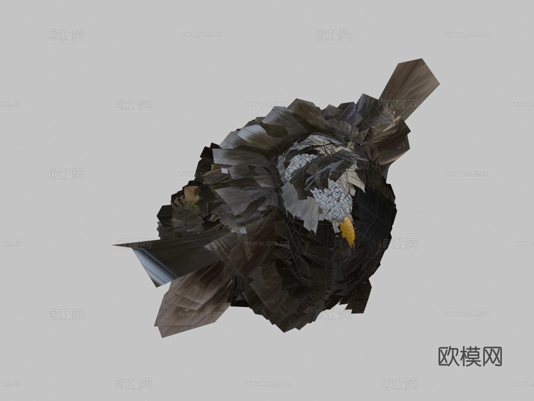 白头海雕3d模型