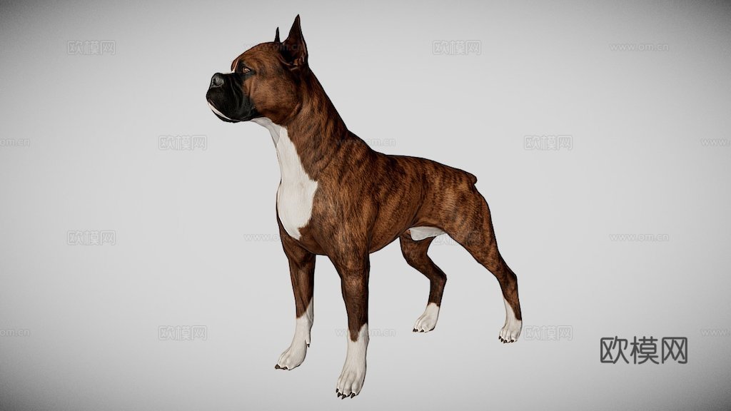 拳师犬3d模型