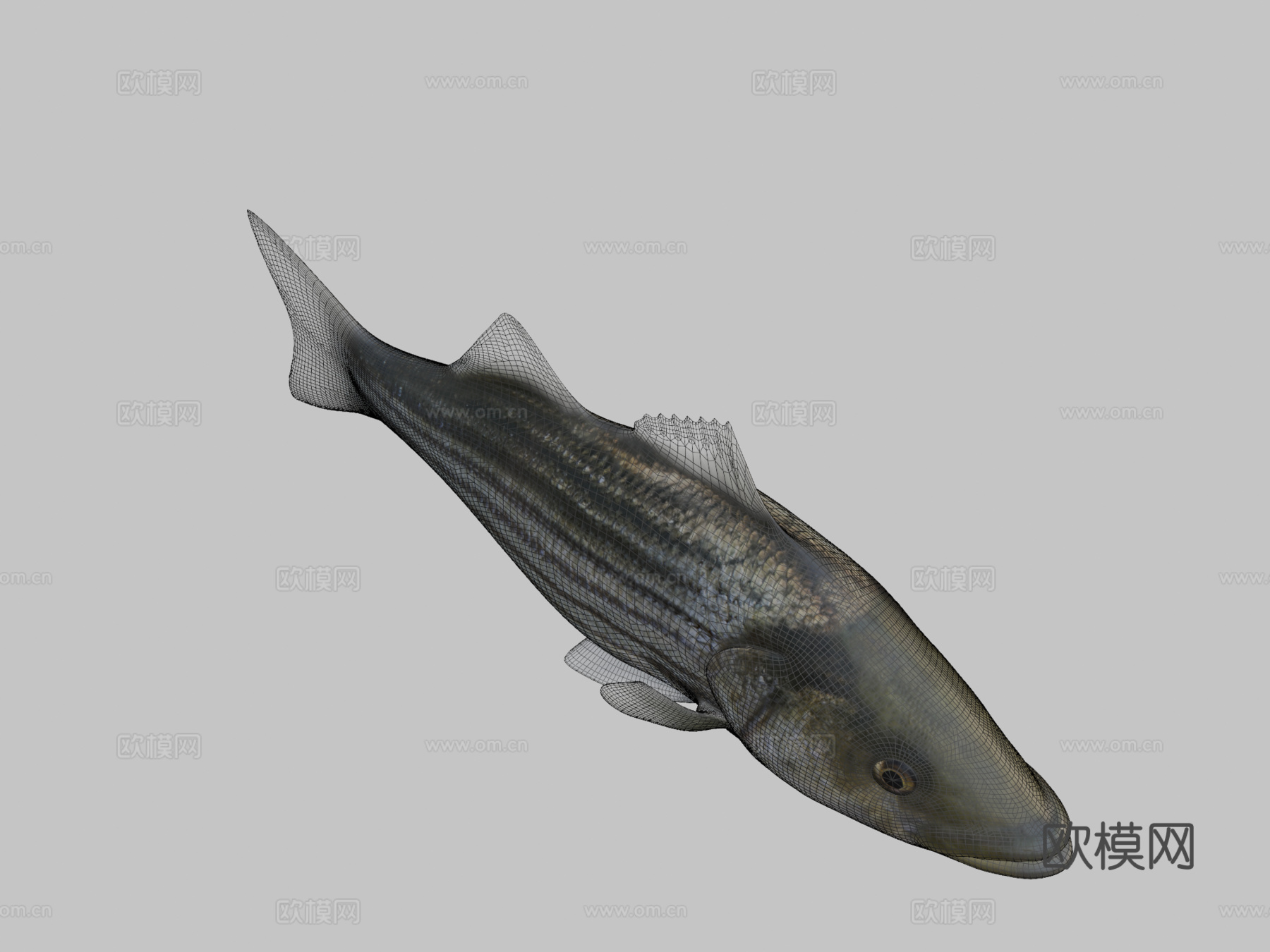 模型69A-条纹鲈鱼3d模型