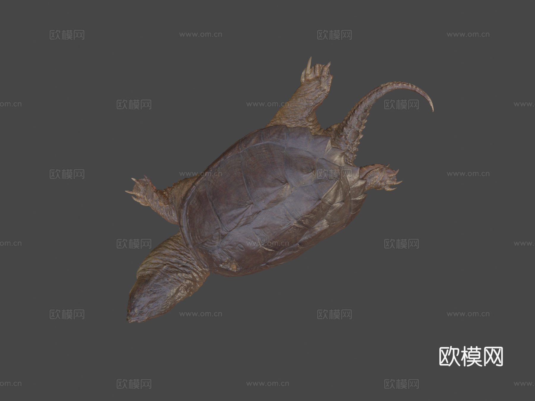 鳄龟3d模型