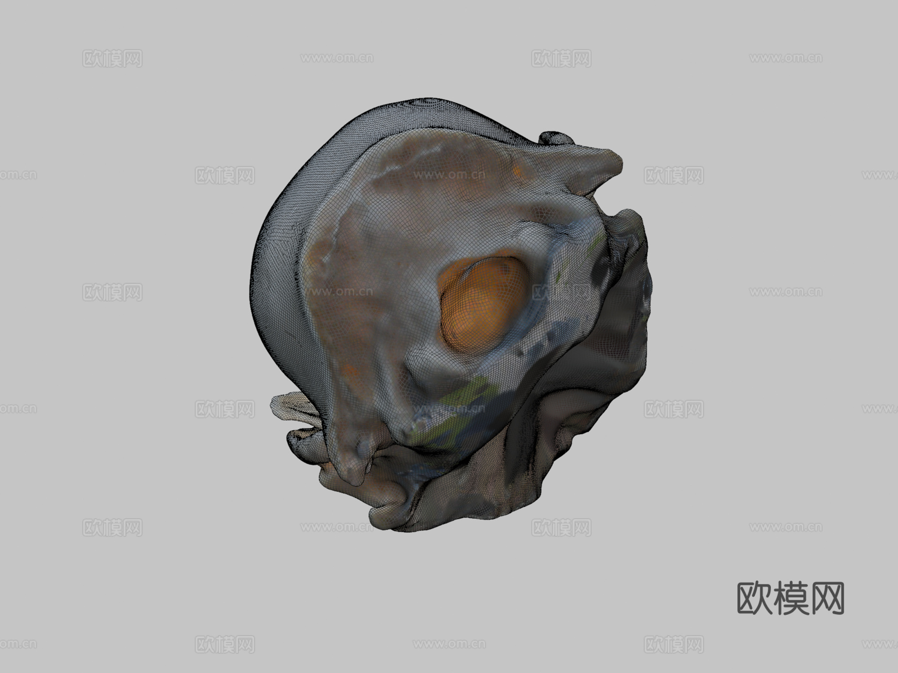 浣熊头骨3d模型