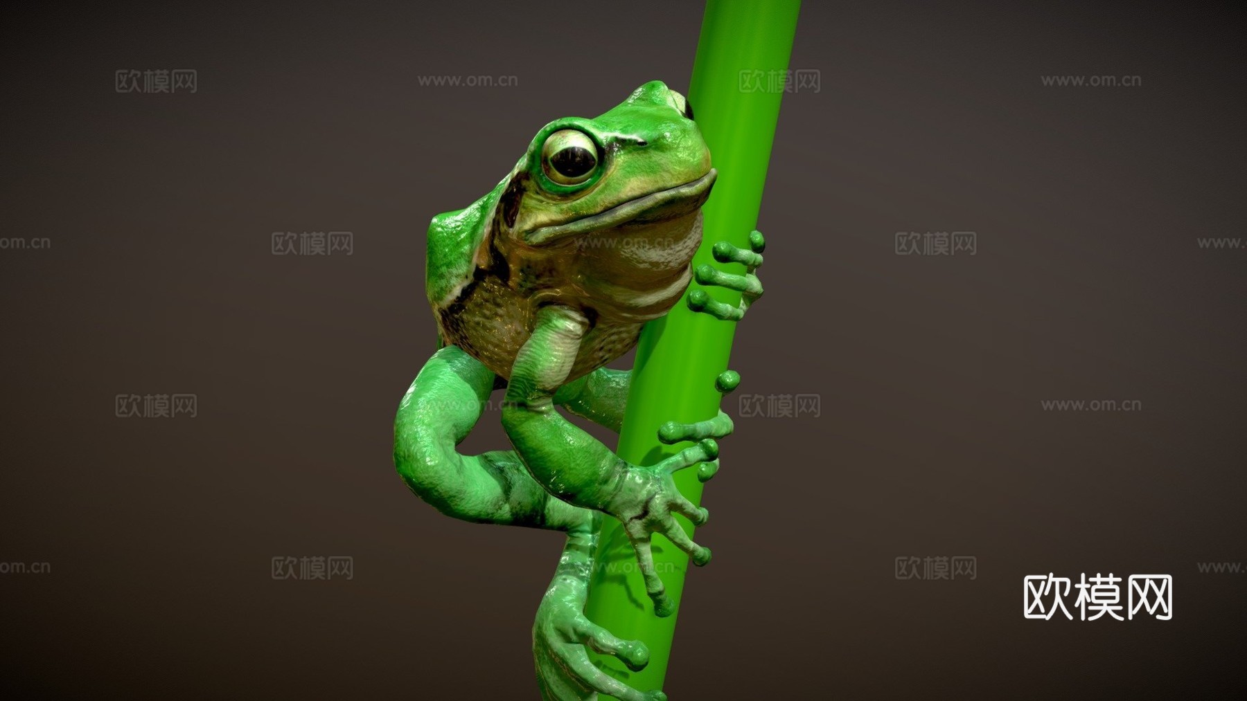 欧洲树蛙3d模型