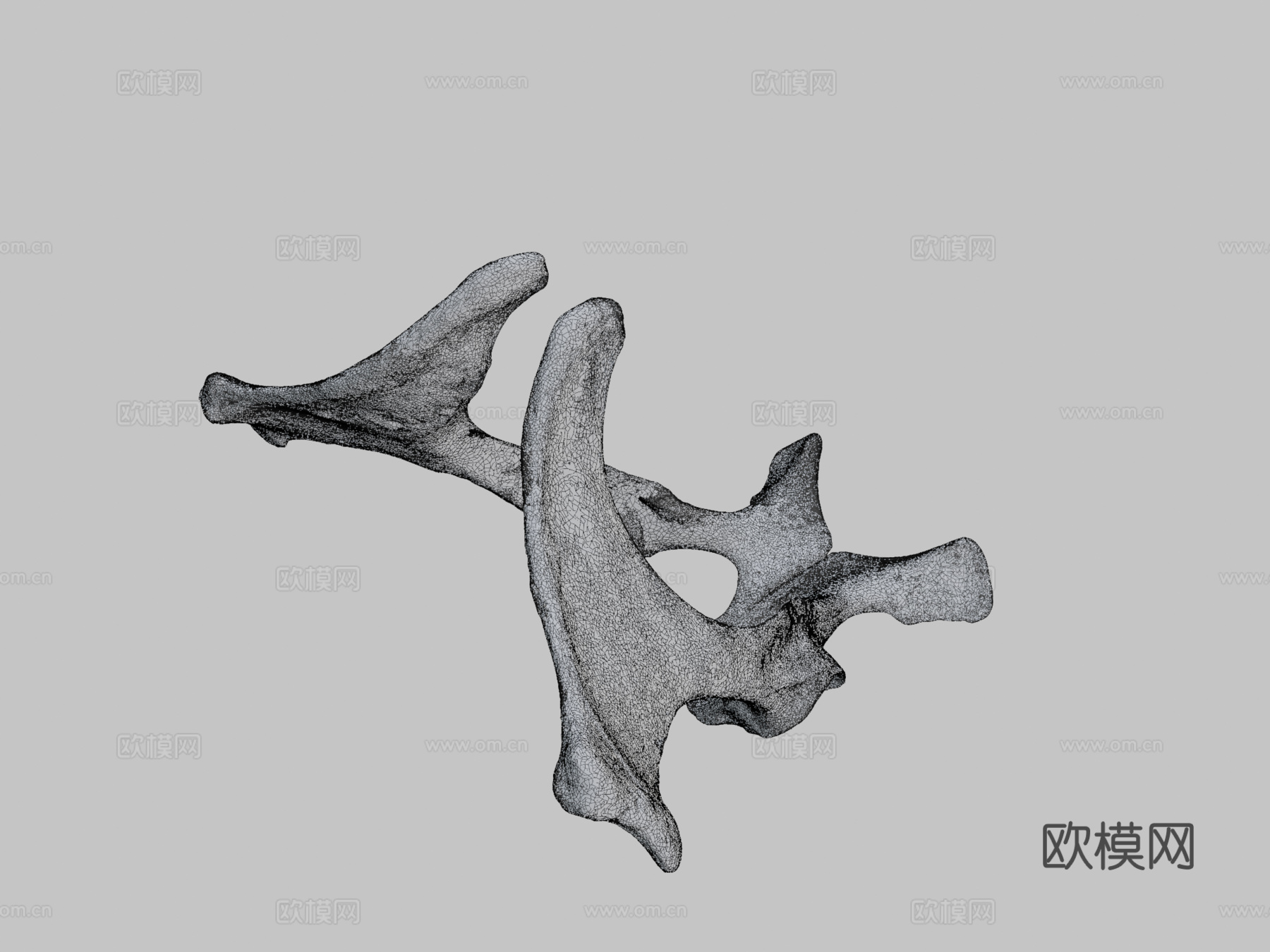 骨盆(髋骨)驴子3d模型