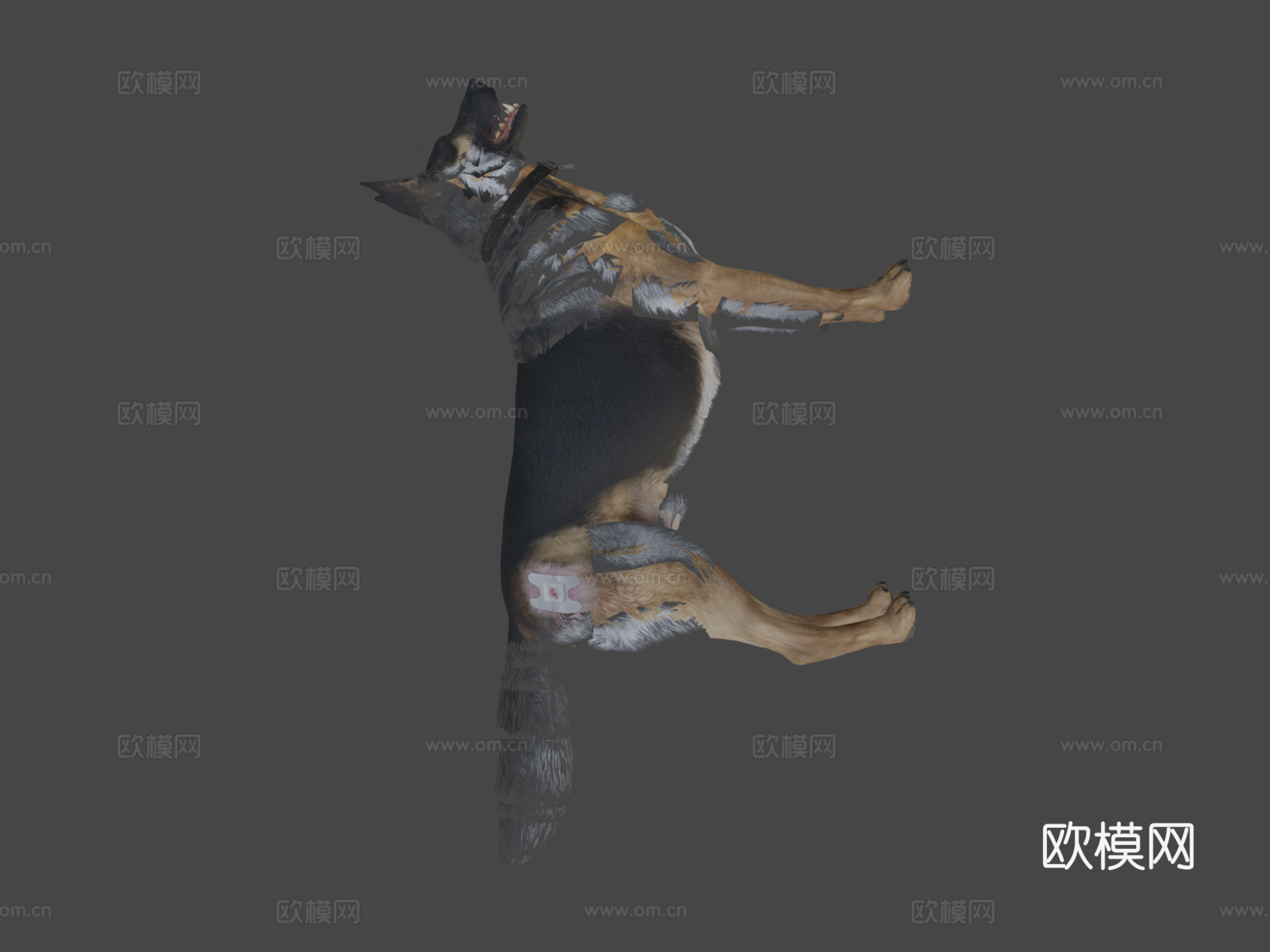 使命召唤-幽灵的军犬莱利3d模型