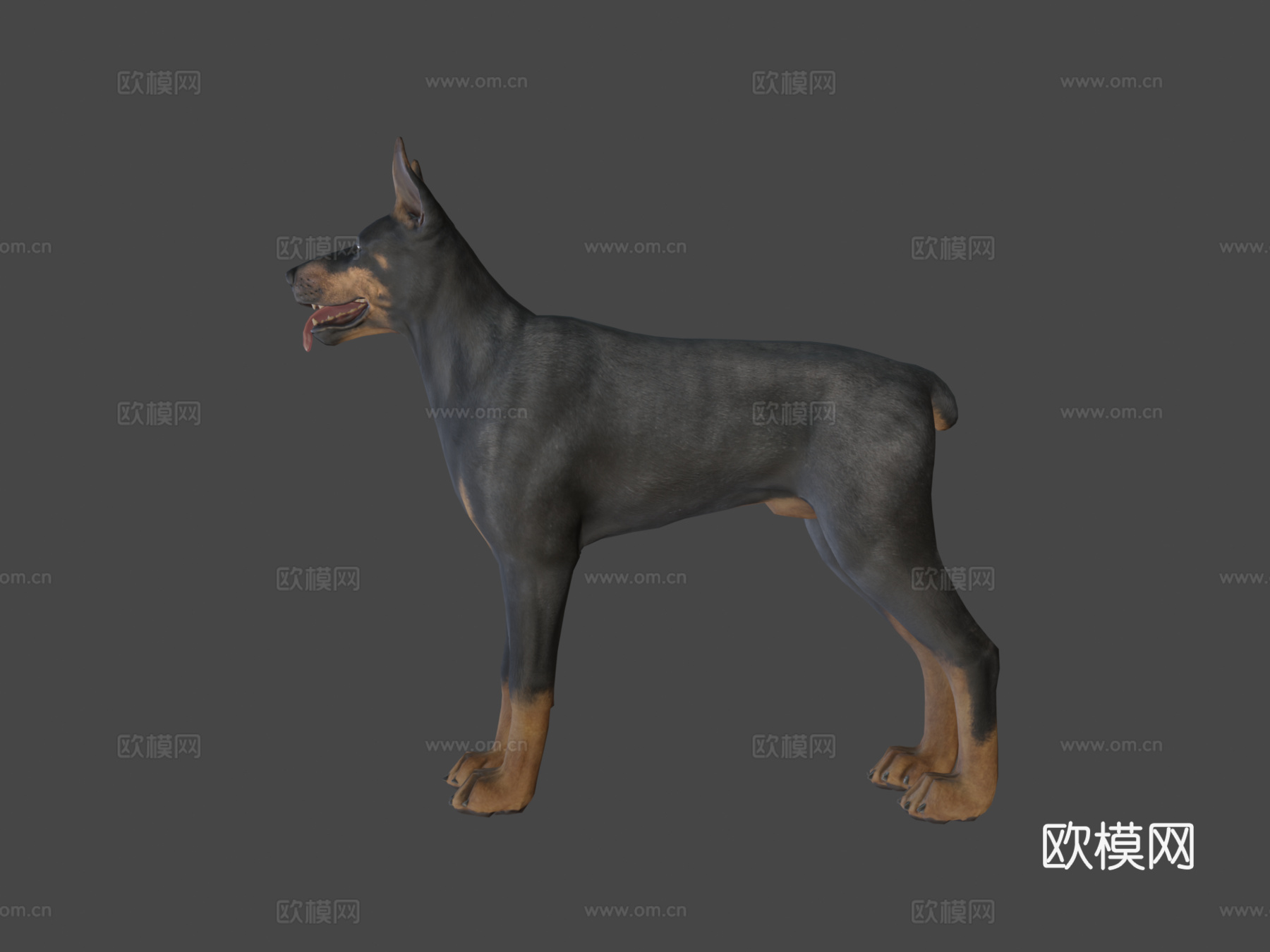 狗-杜宾犬3d模型