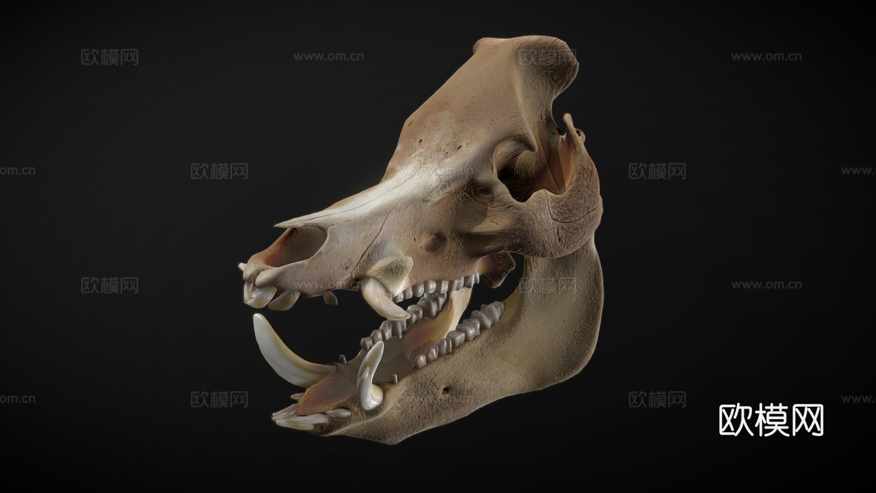 野猪头骨3d模型