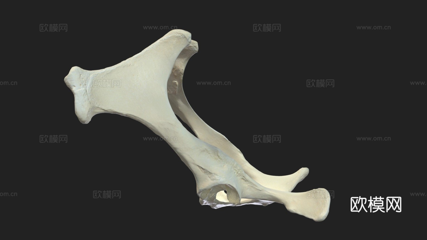 骨盆(髋骨)驴子3d模型