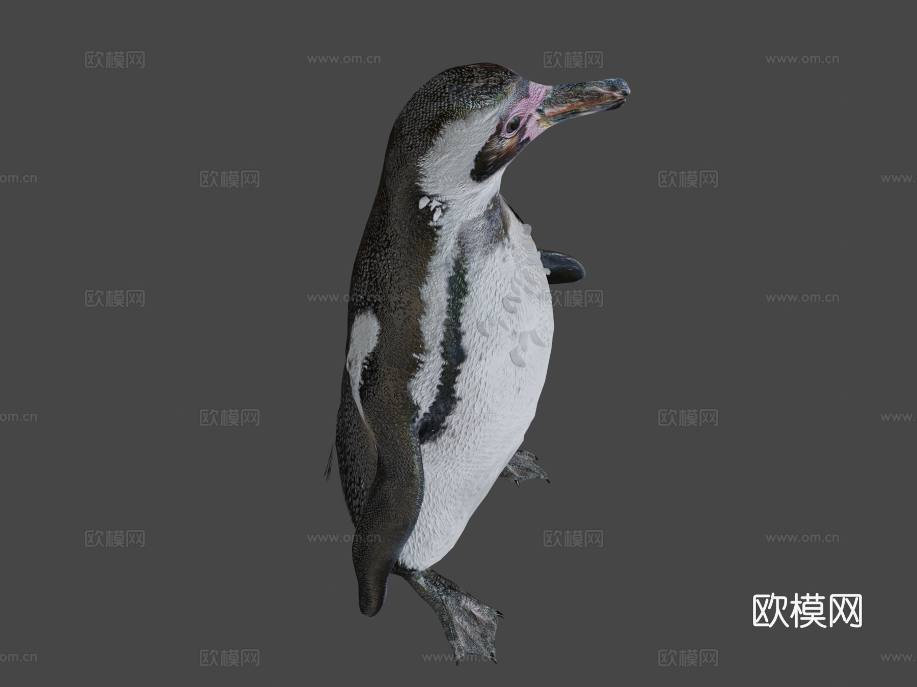 企鹅3d模型