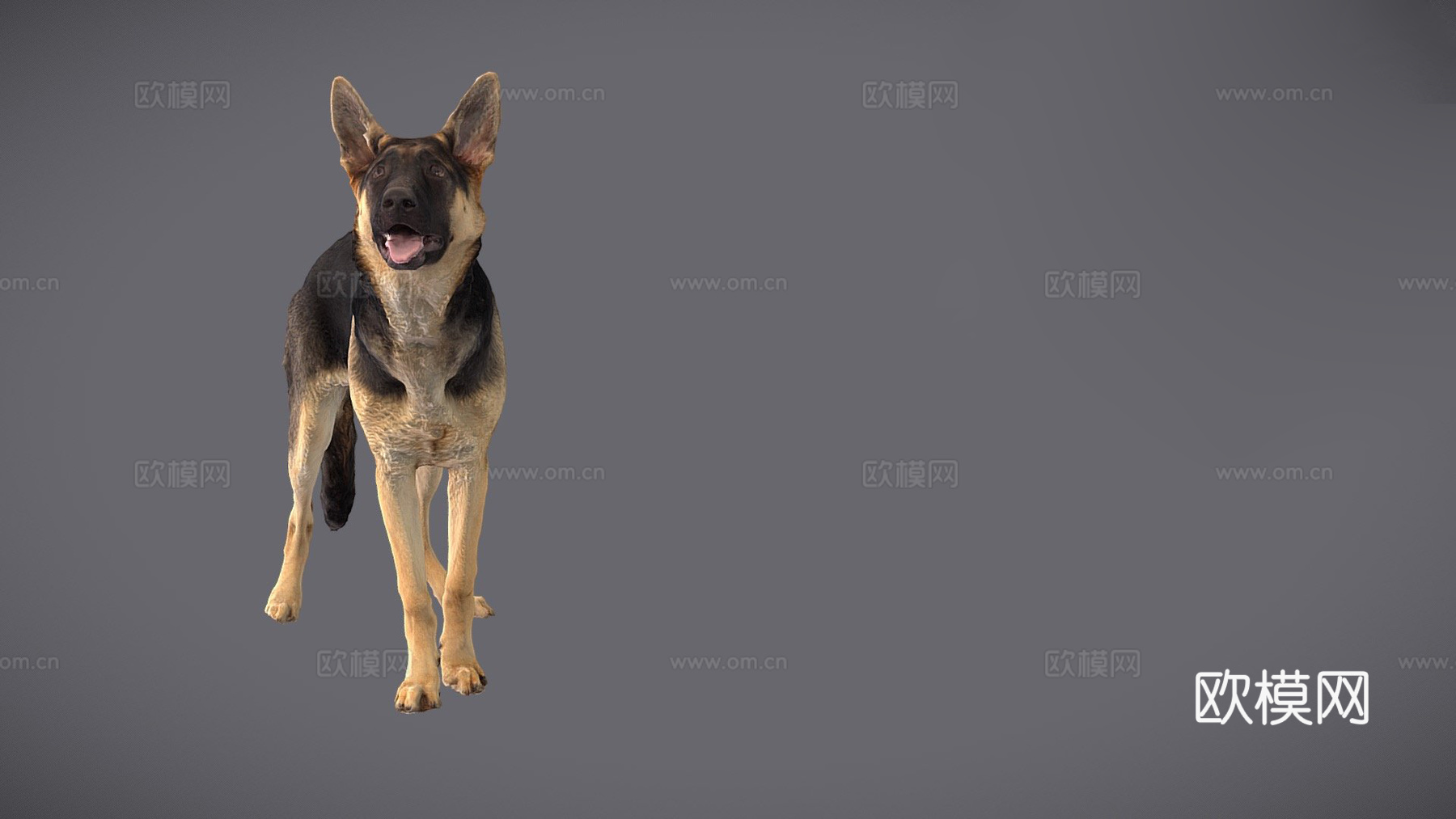CD_德国牧羊犬幼犬扫描3d模型