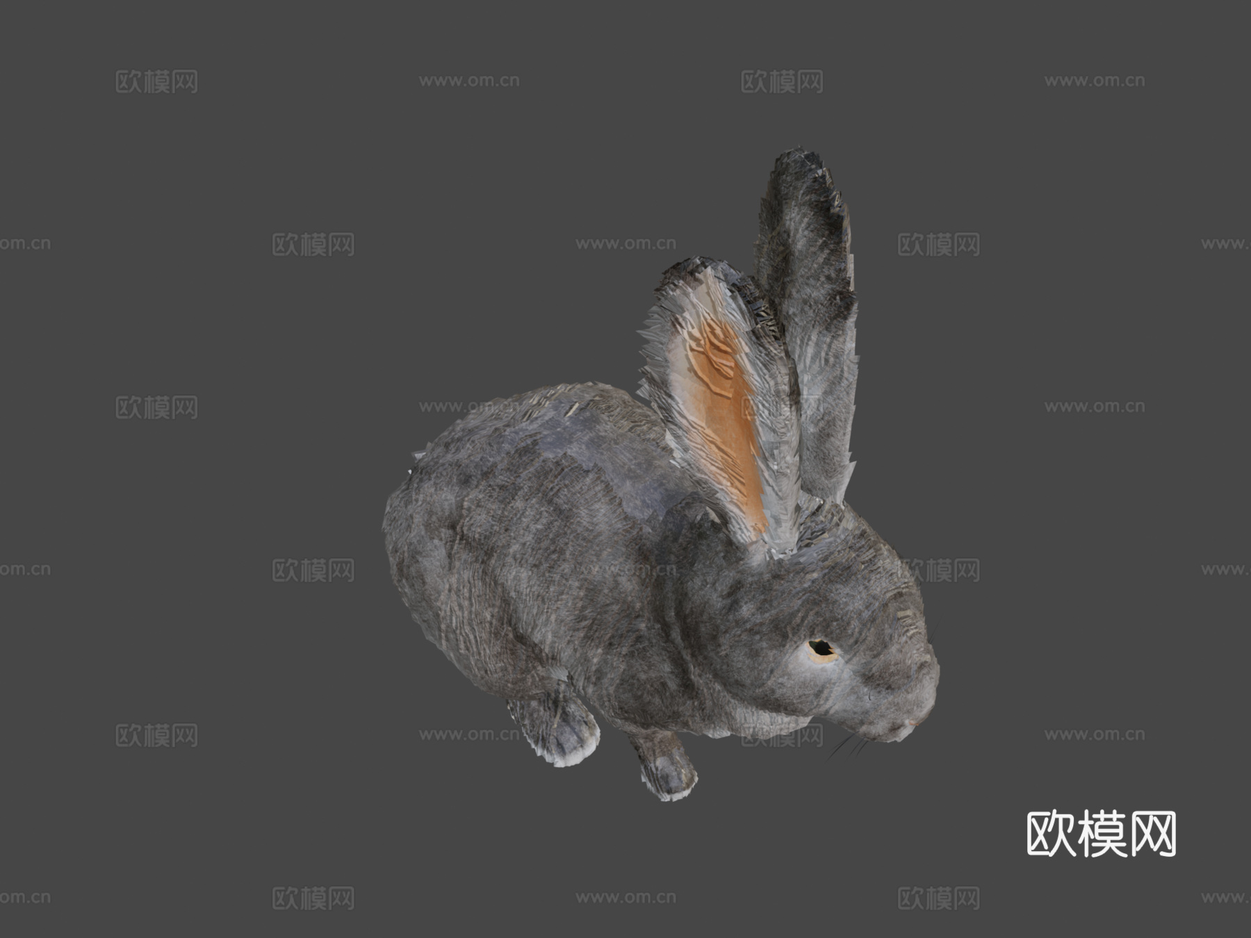 写实兔子3d模型