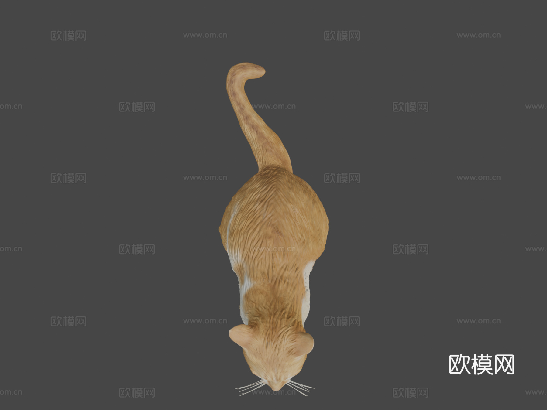 红猫07号3d模型