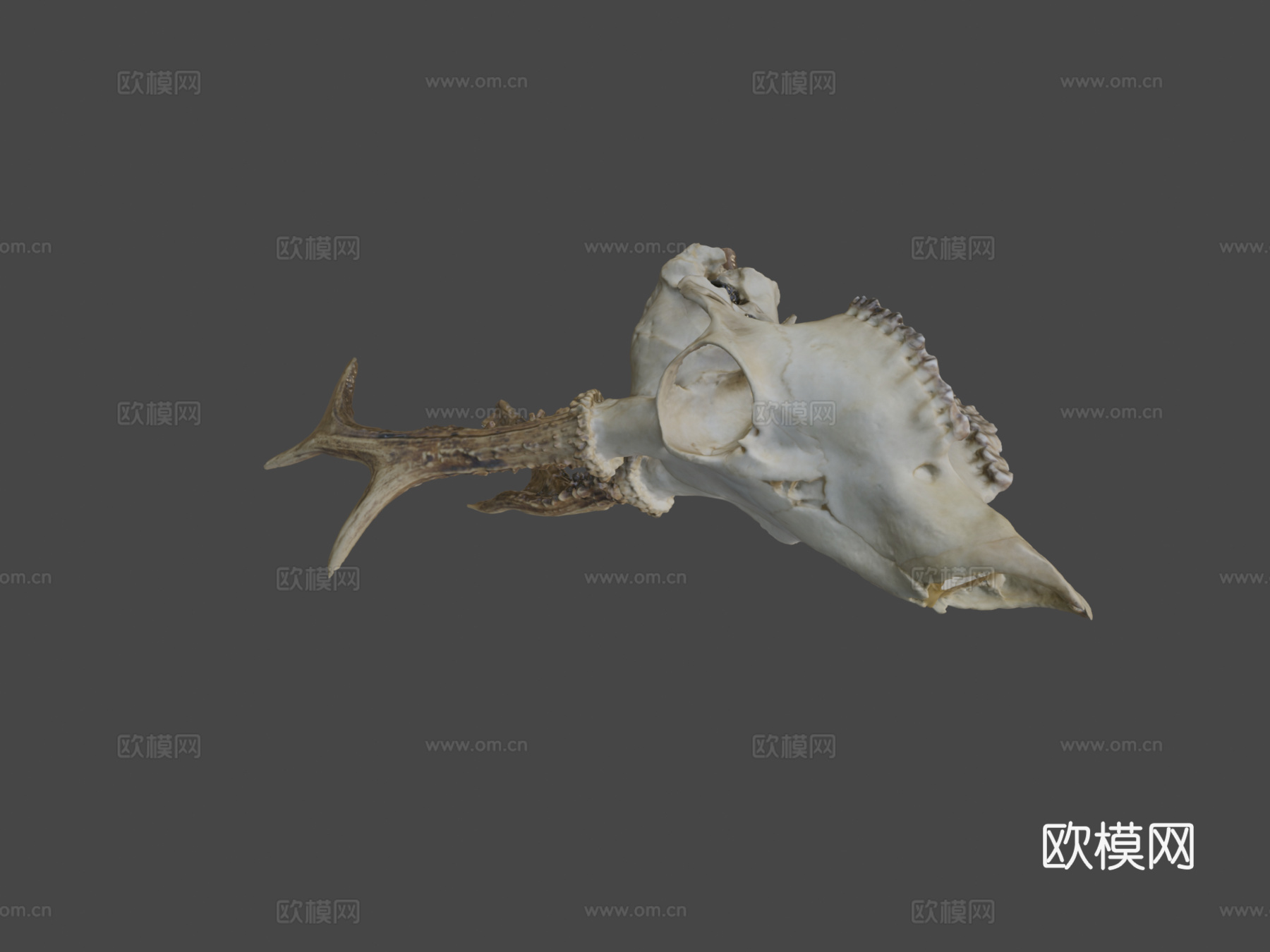 欣快鹿头骨3d模型