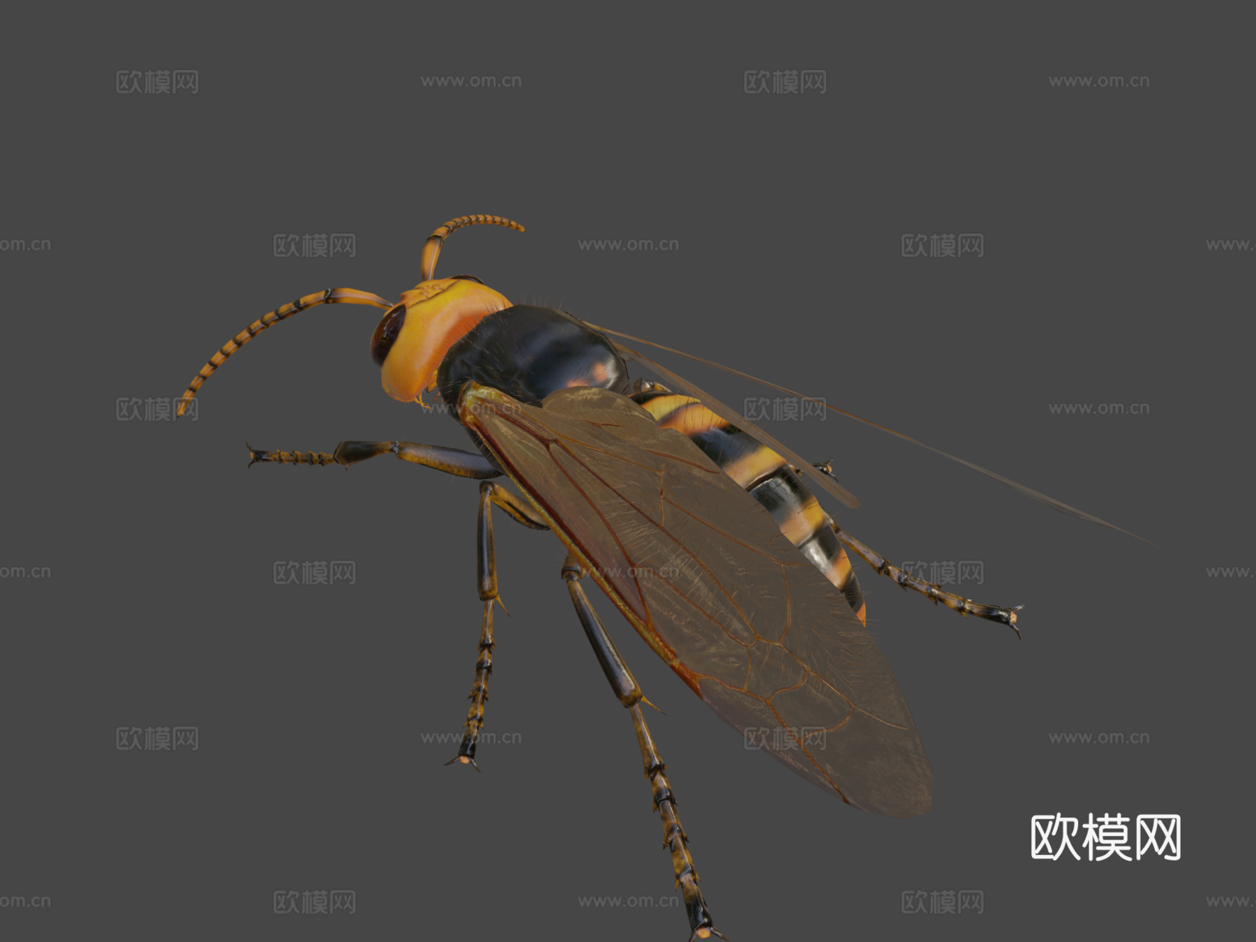 中华大虎头蜂3d模型