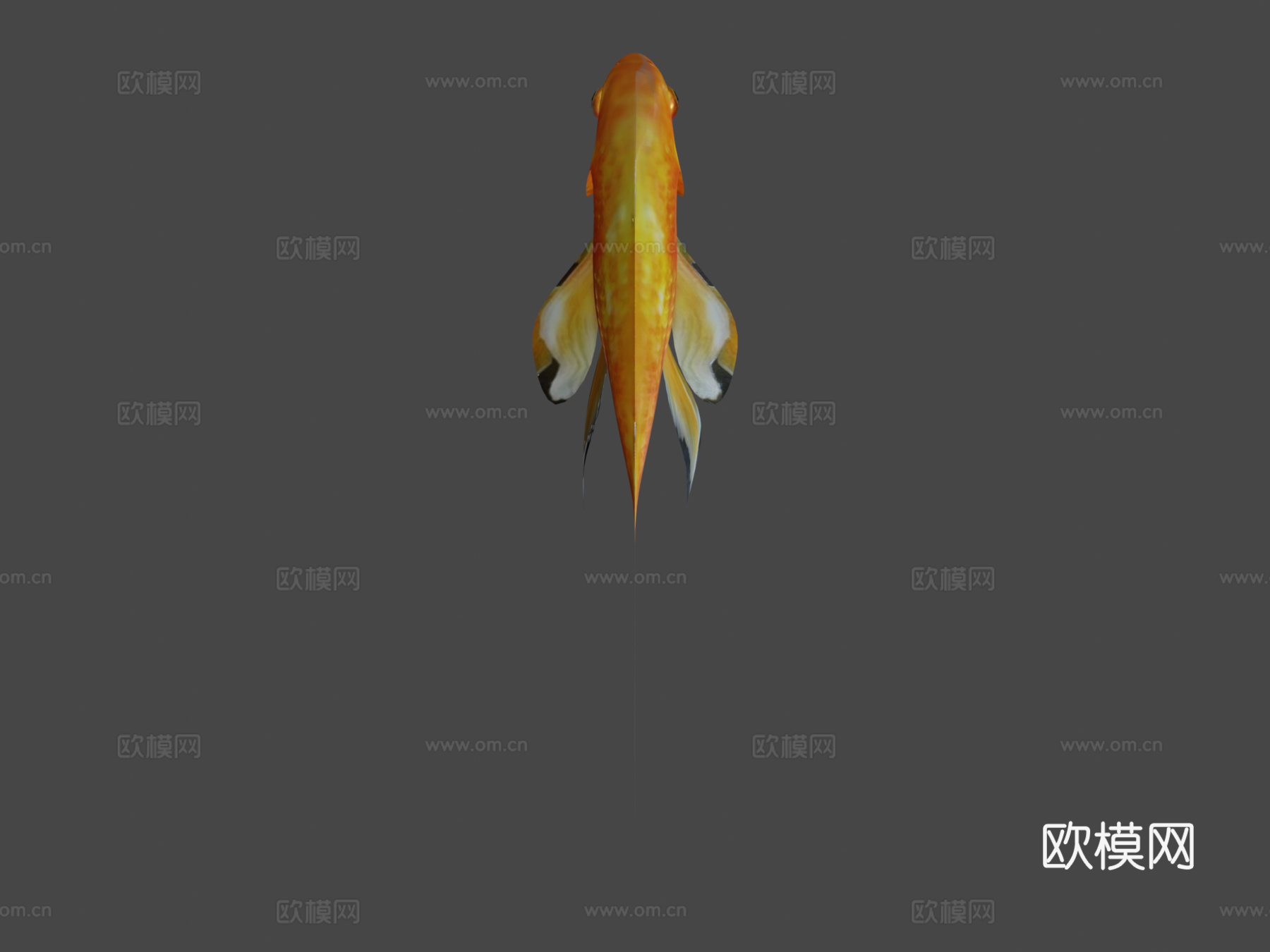 金鱼3d模型