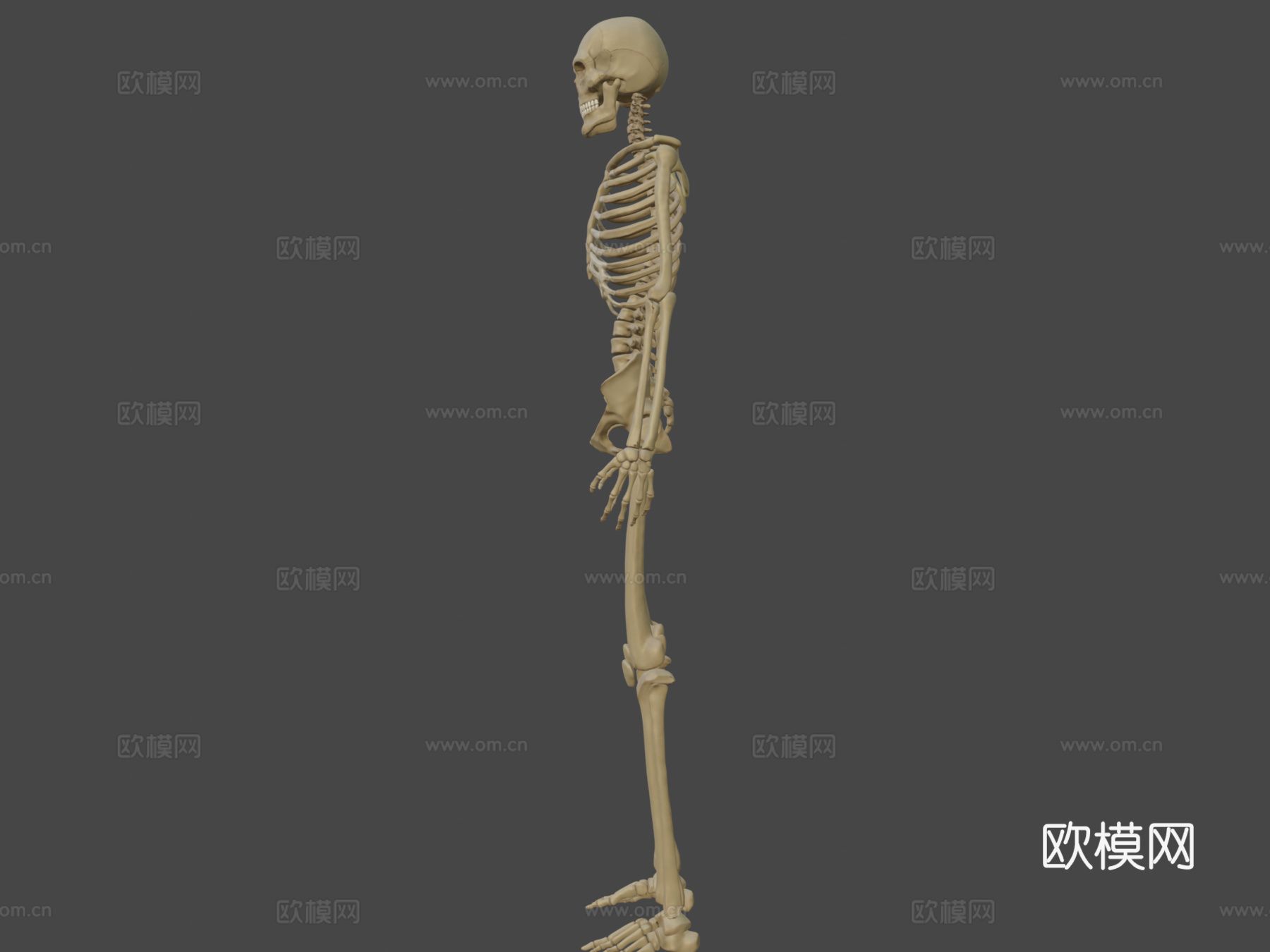 剥皮骨骼3d模型