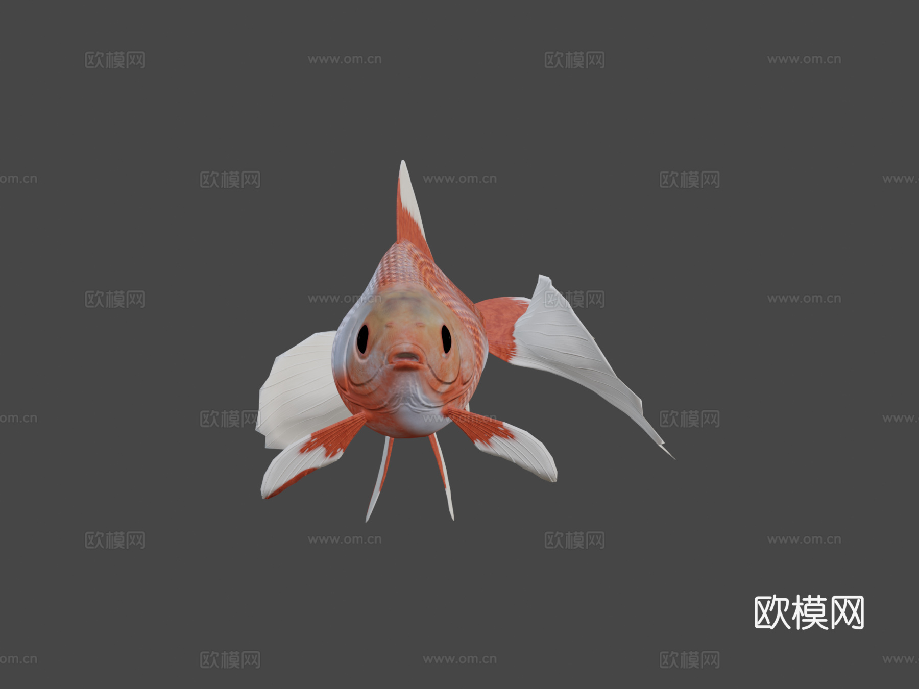 土佐金鱼3d模型