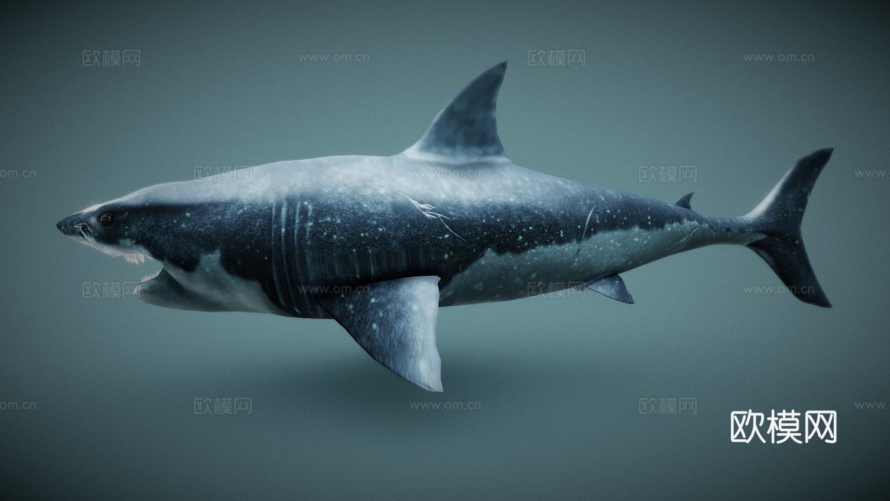 鲨鱼3d模型