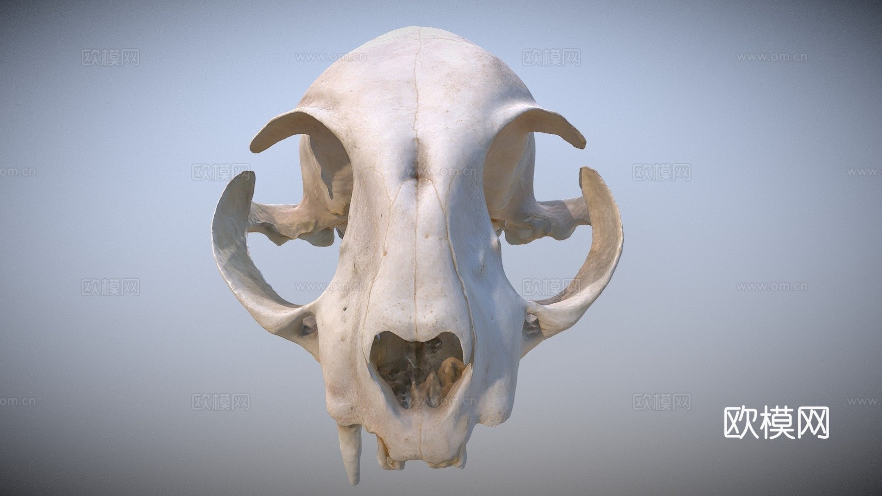 猫头骨3d模型