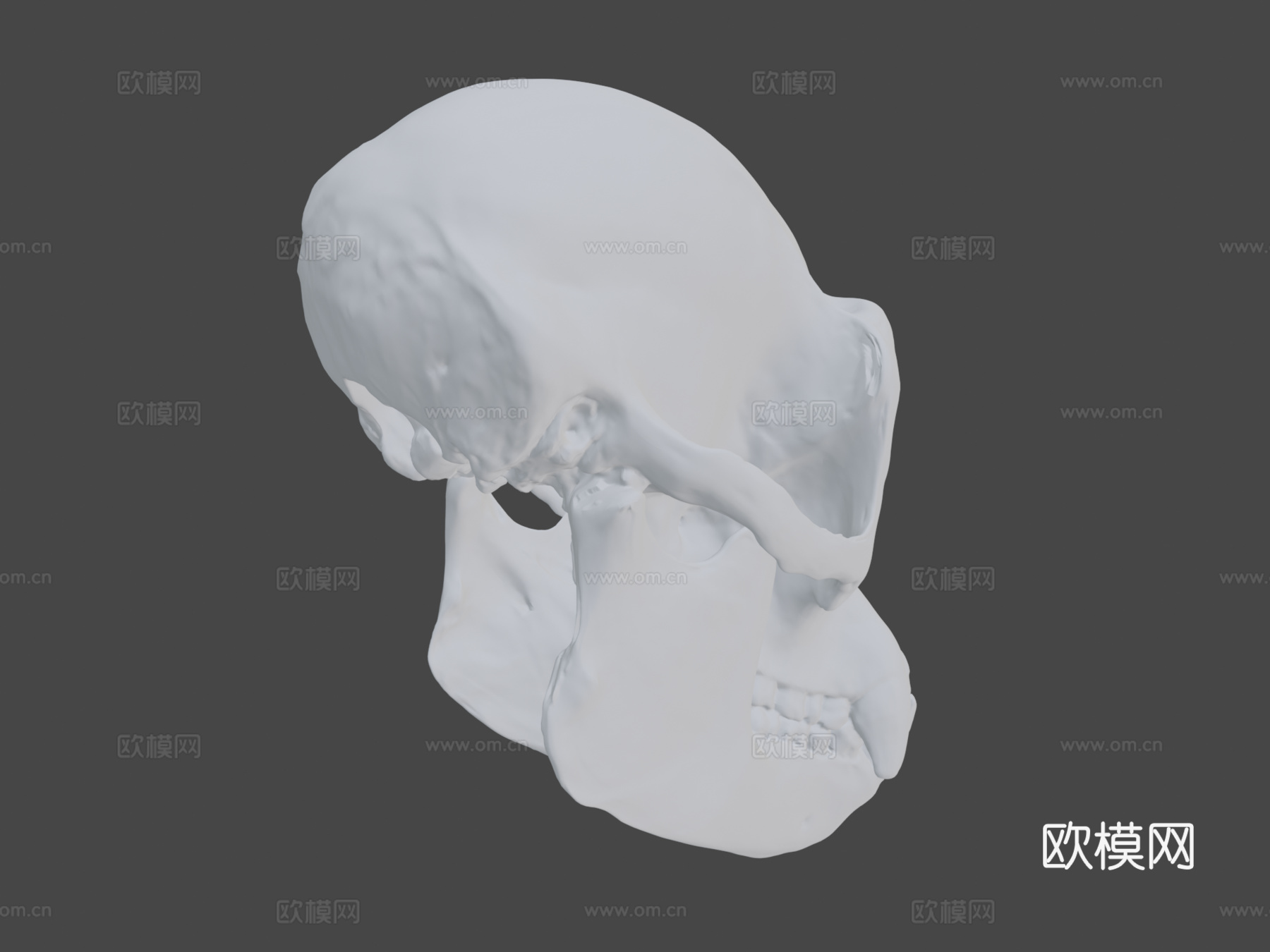 黑猩猩头骨3d模型
