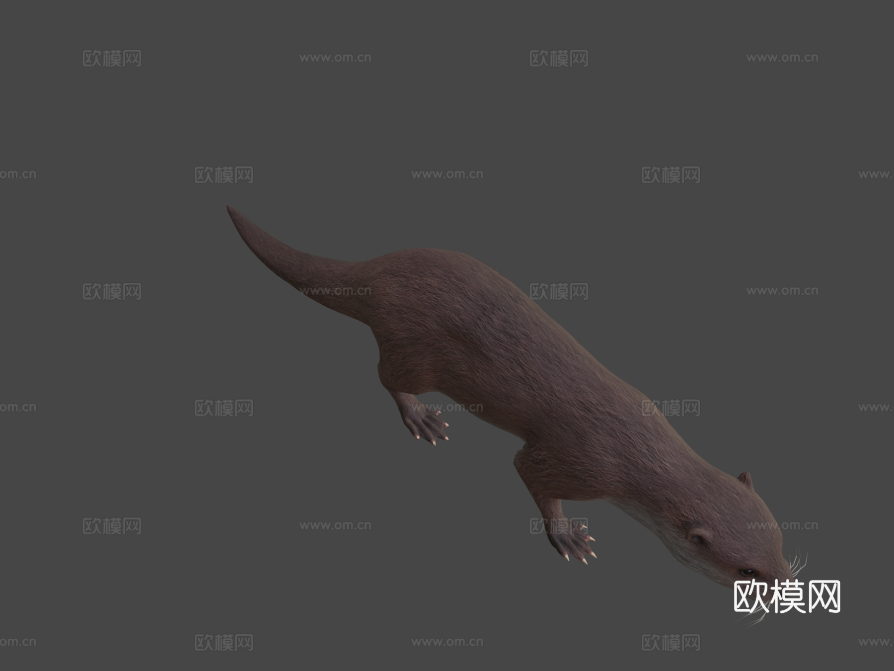 水獭3d模型