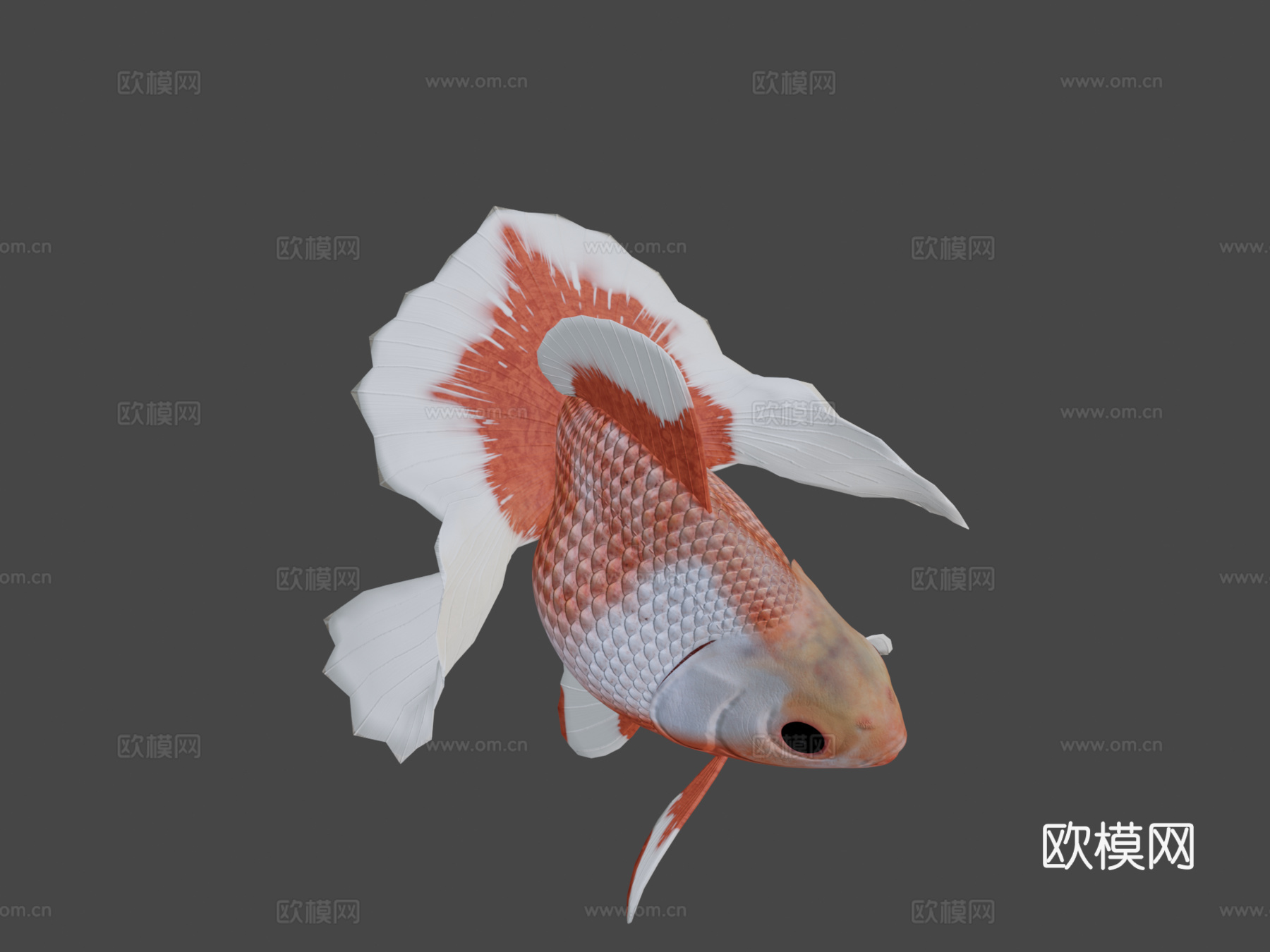 土佐金鱼3d模型