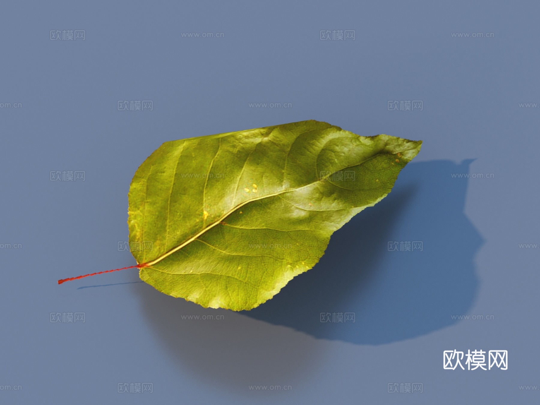 落叶 树叶 植物3d模型