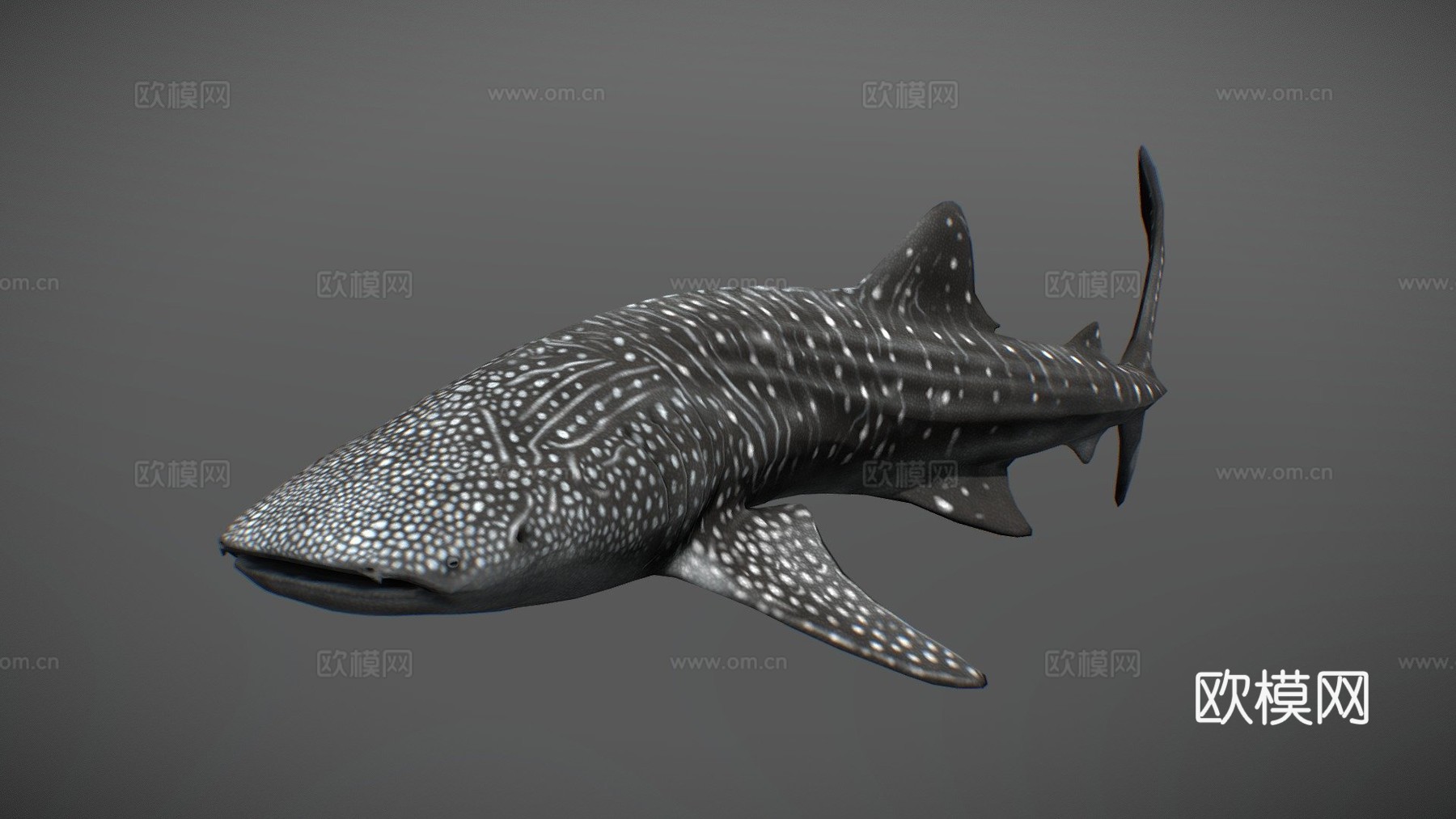 鲸鲨3d模型