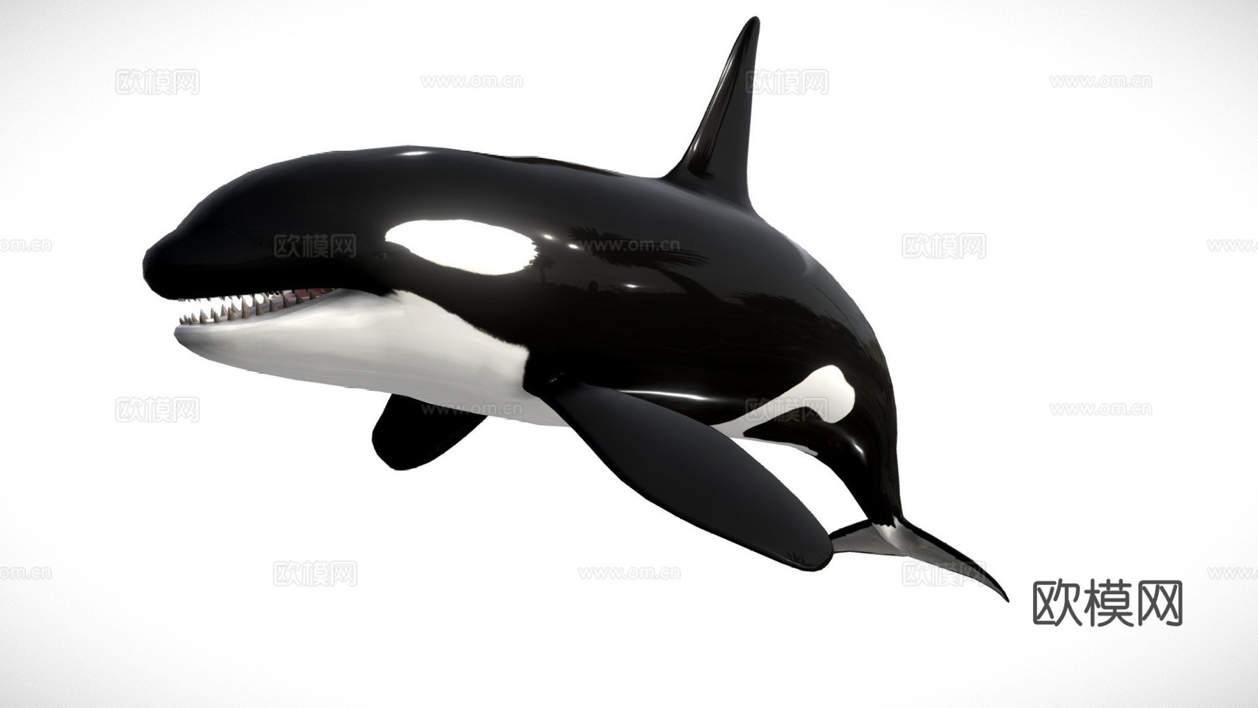虎鲸3d模型