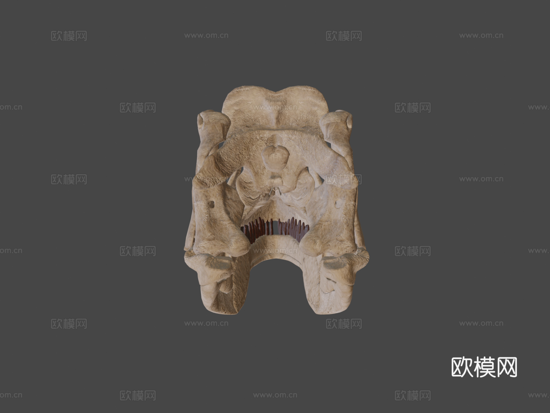 异特龙头骨3d模型