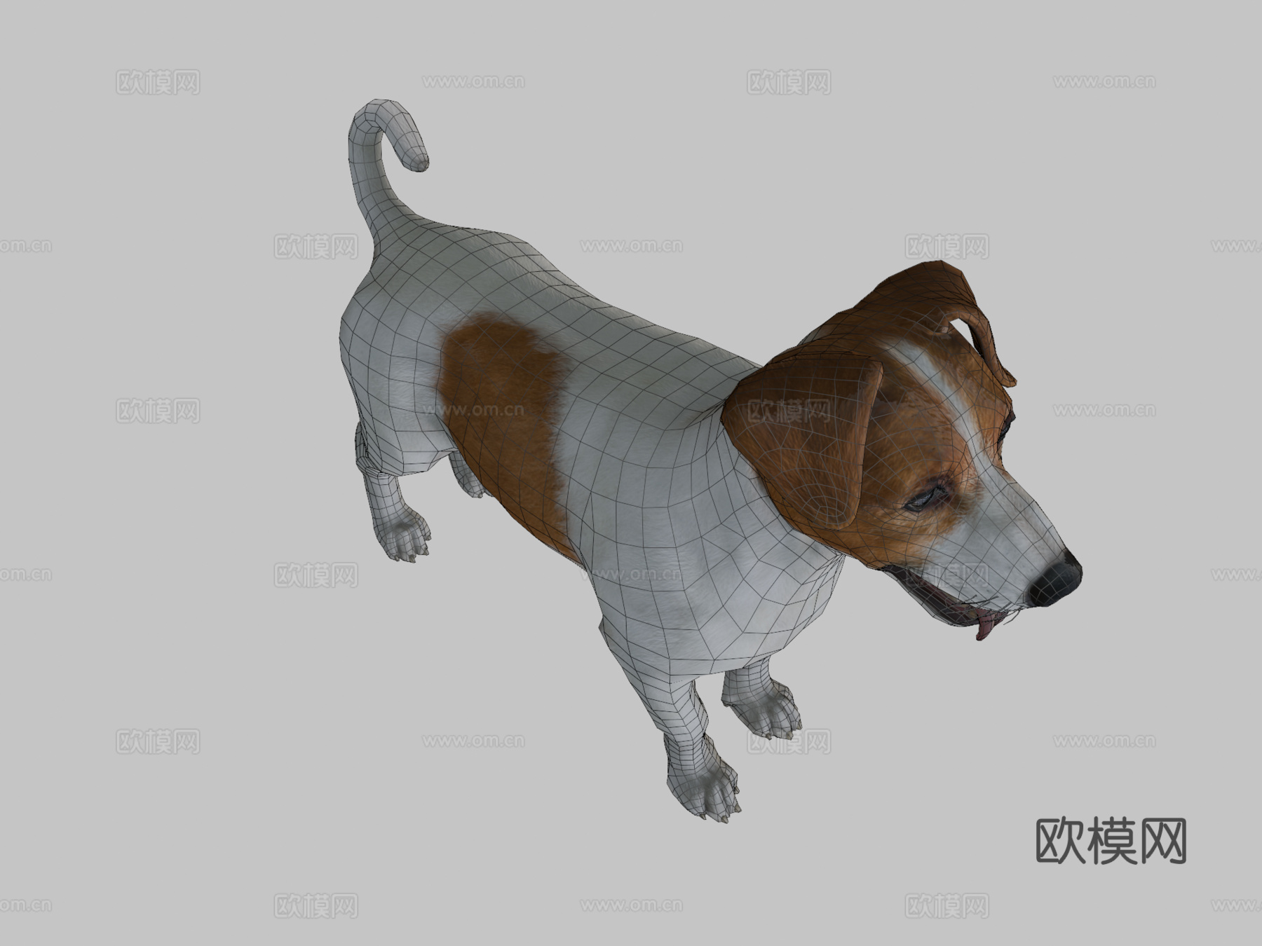 狗-杰克罗素梗犬3d模型