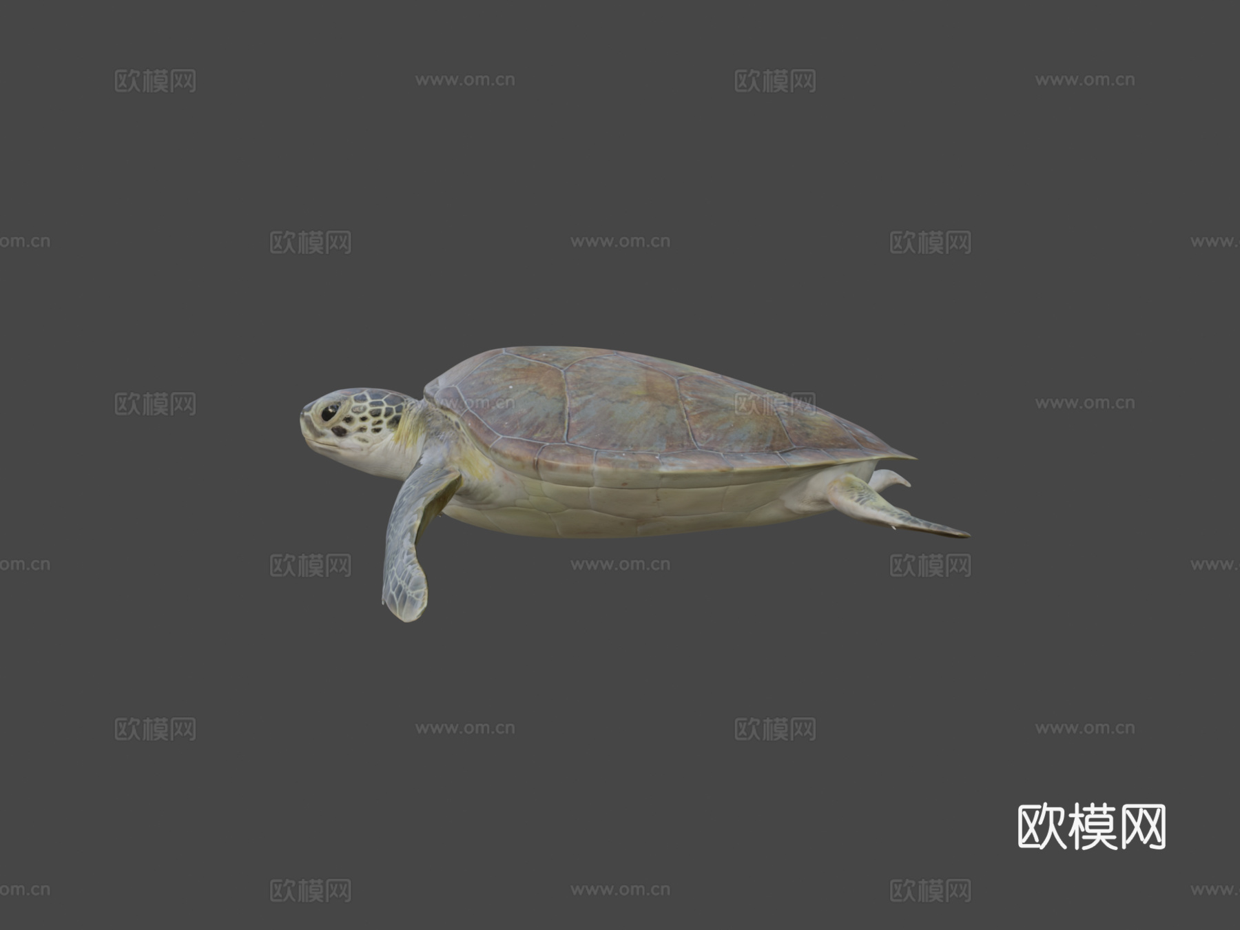 B模型幼年绿海龟3d模型