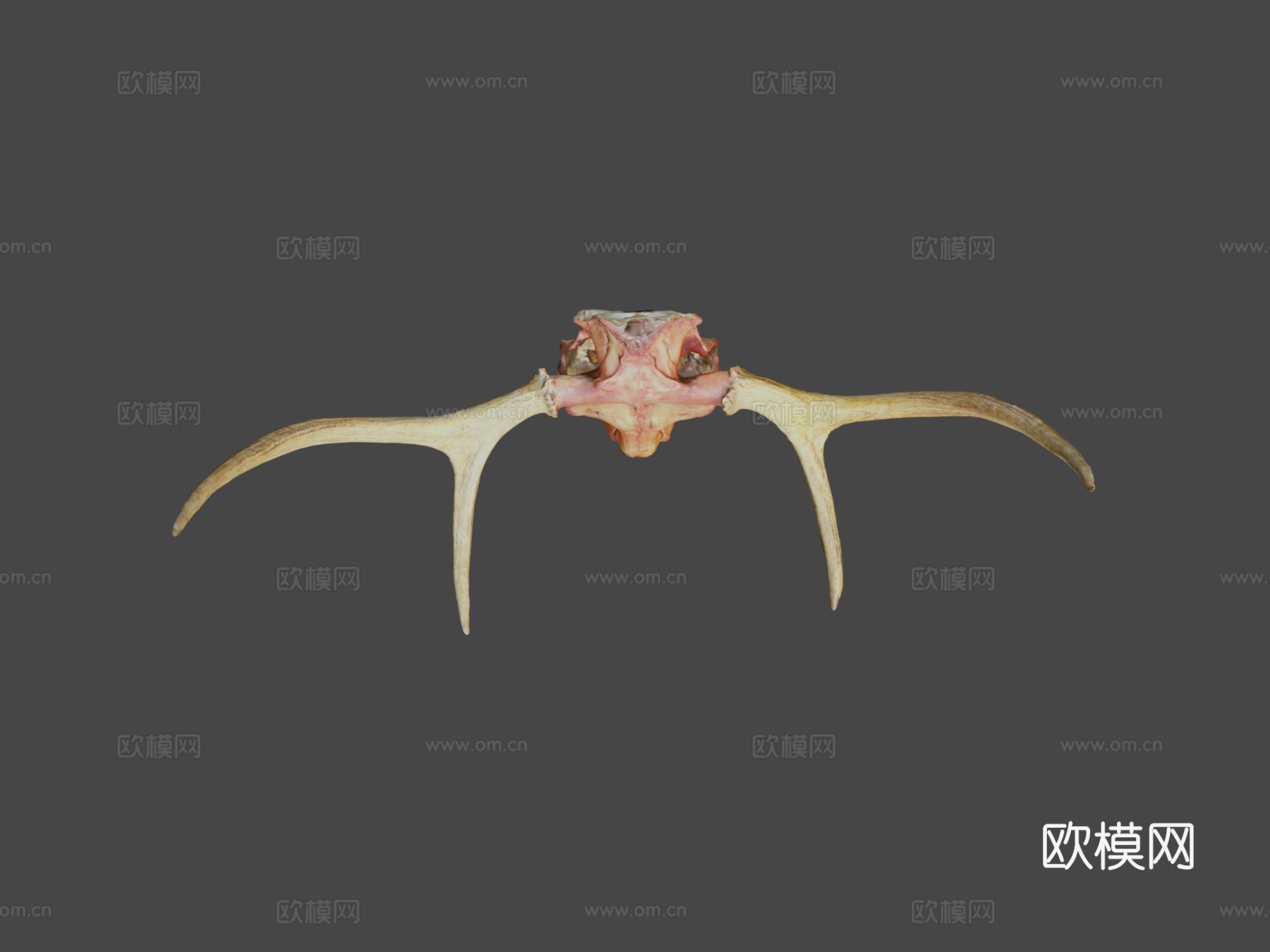 鹿头骨-照片扫描3d模型