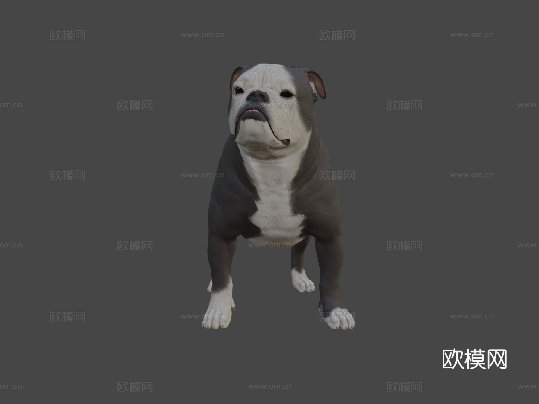 英国斗牛犬3d模型