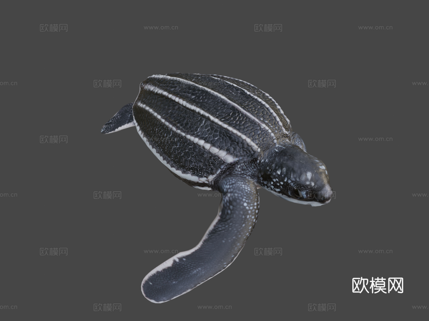 A模型幼年棱皮龟3d模型