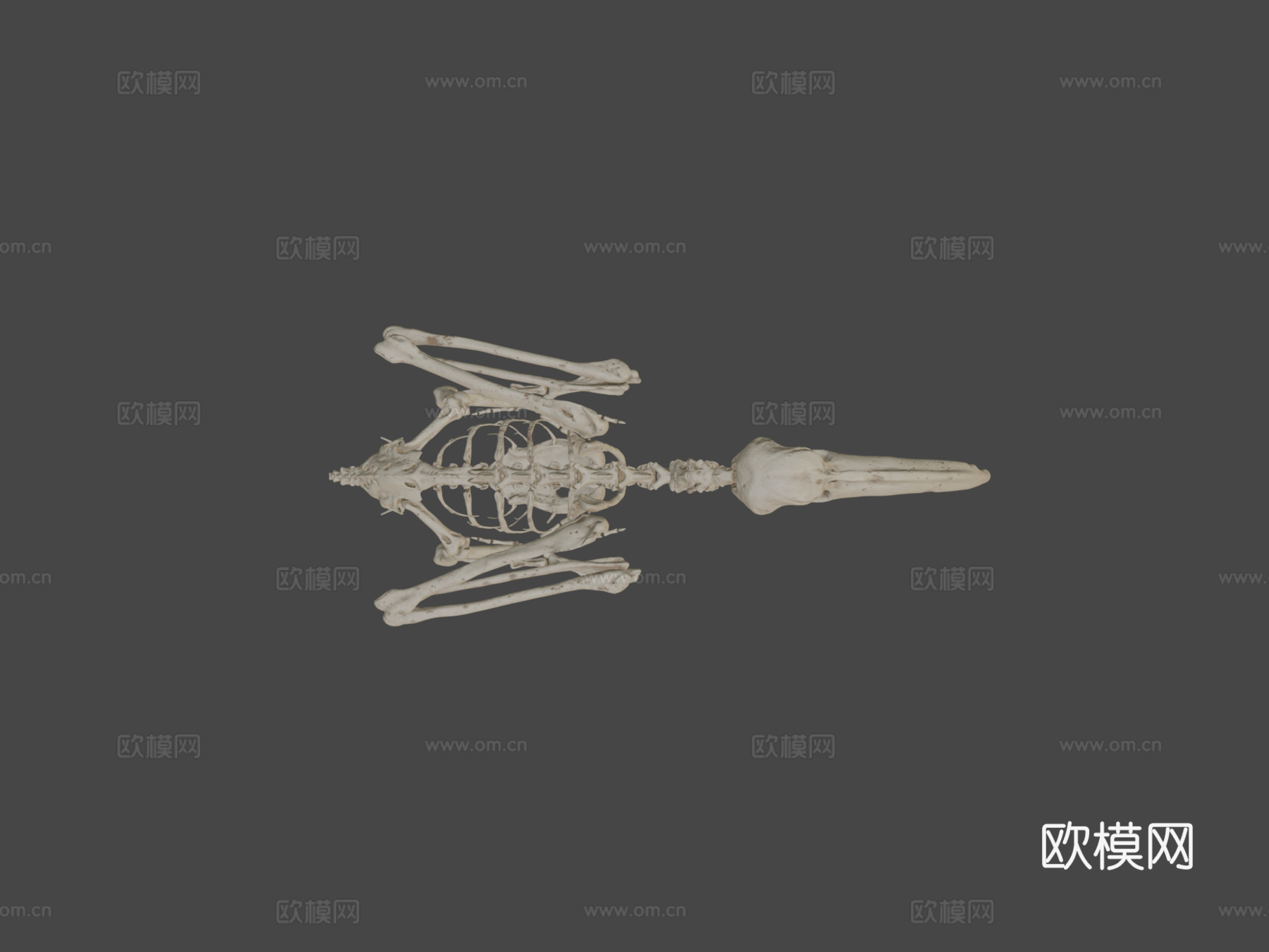 鸟类骨架朱鹭3d模型