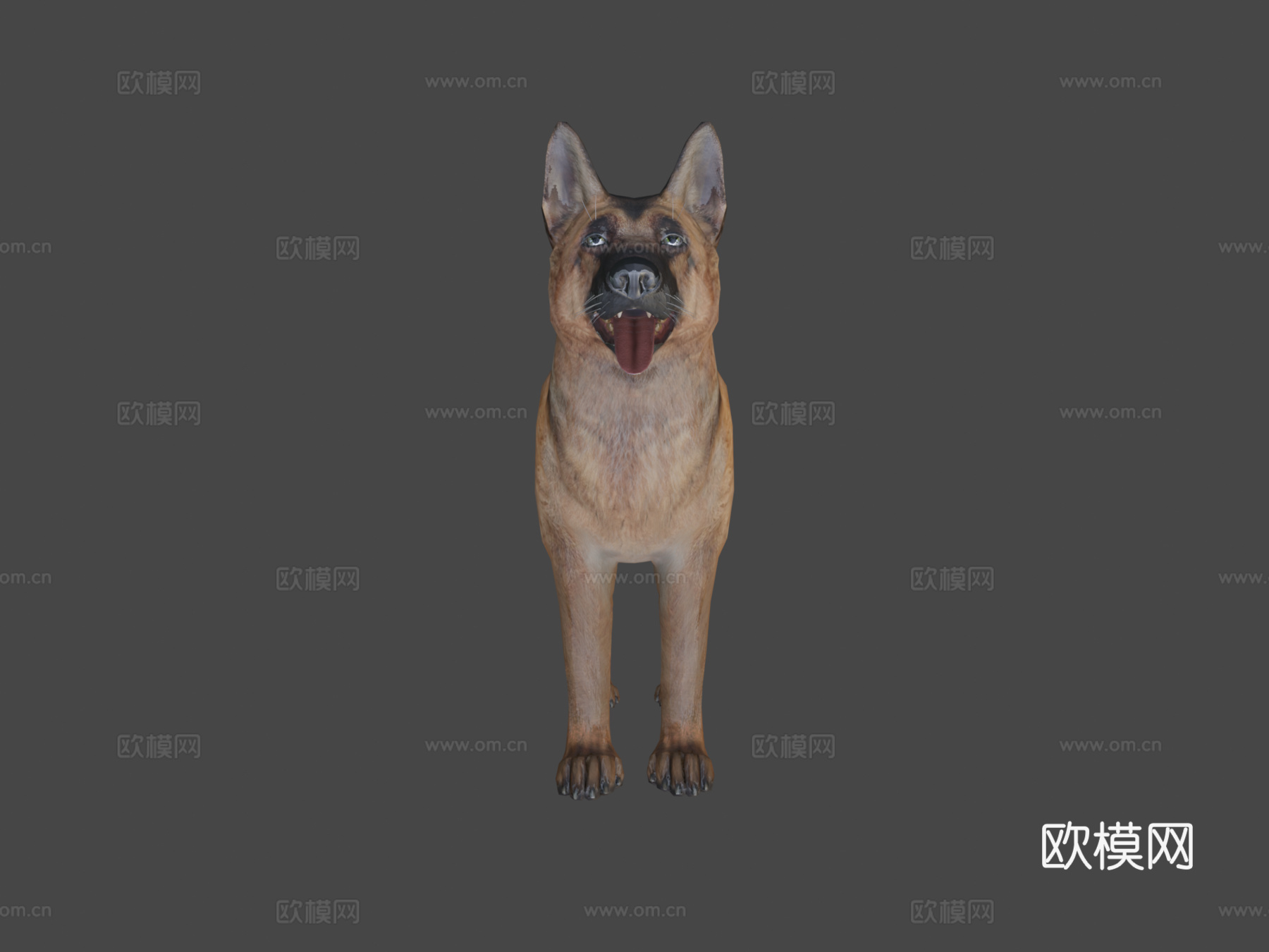 狗-牧羊犬3d模型