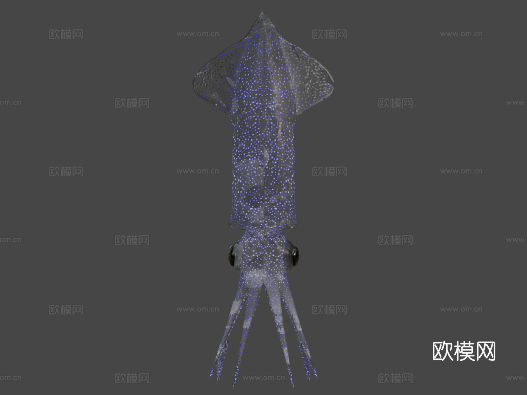 萤火鱿鱼3d模型