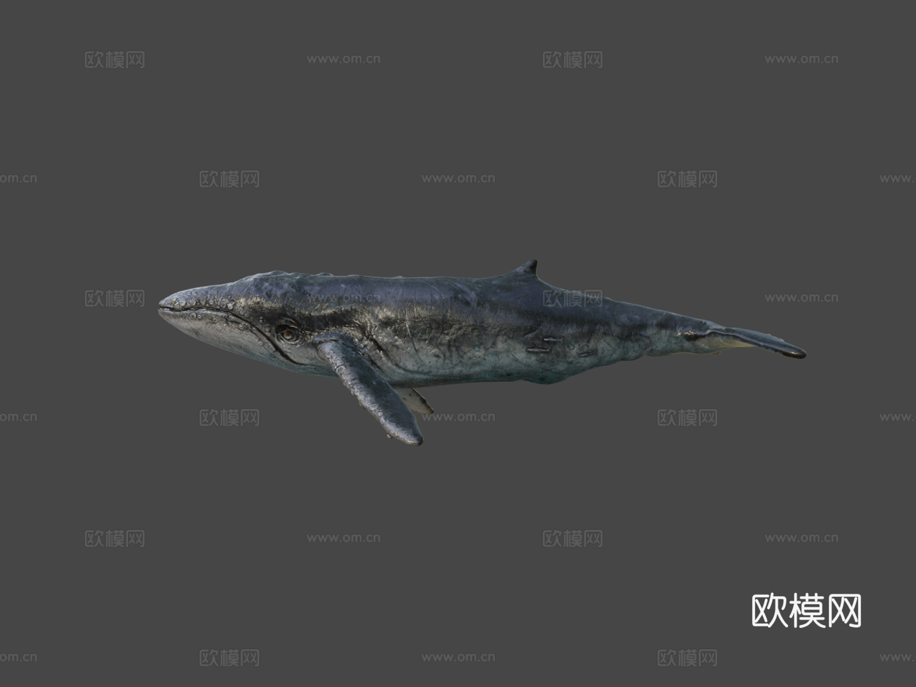 写实座头鲸3d模型