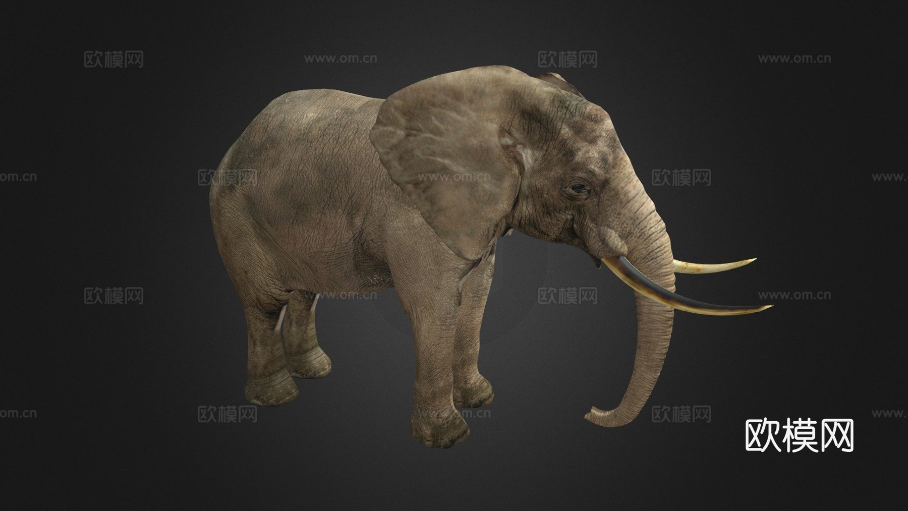 大象-加贾3d模型