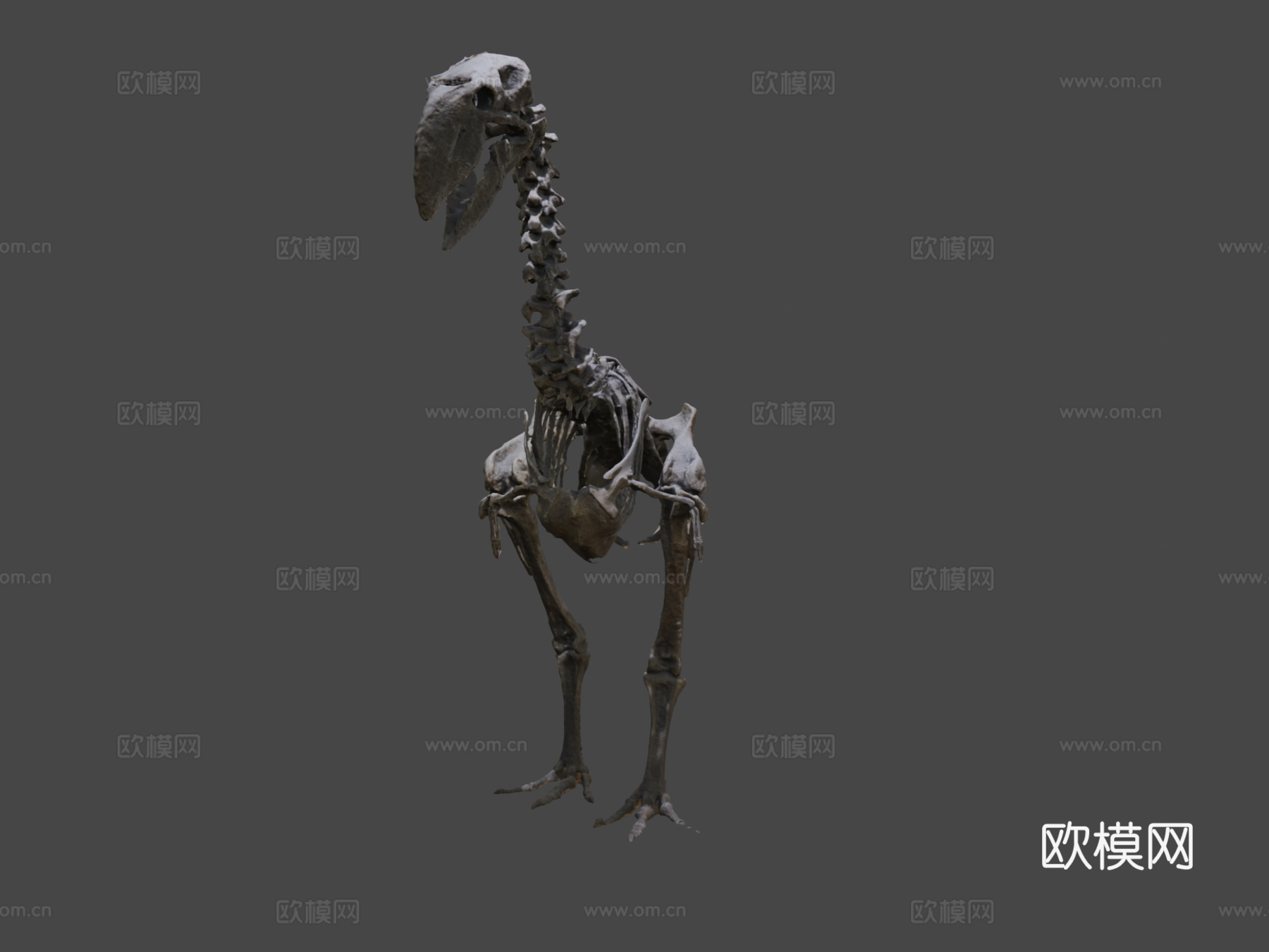不飞鸟化石骨架3d模型