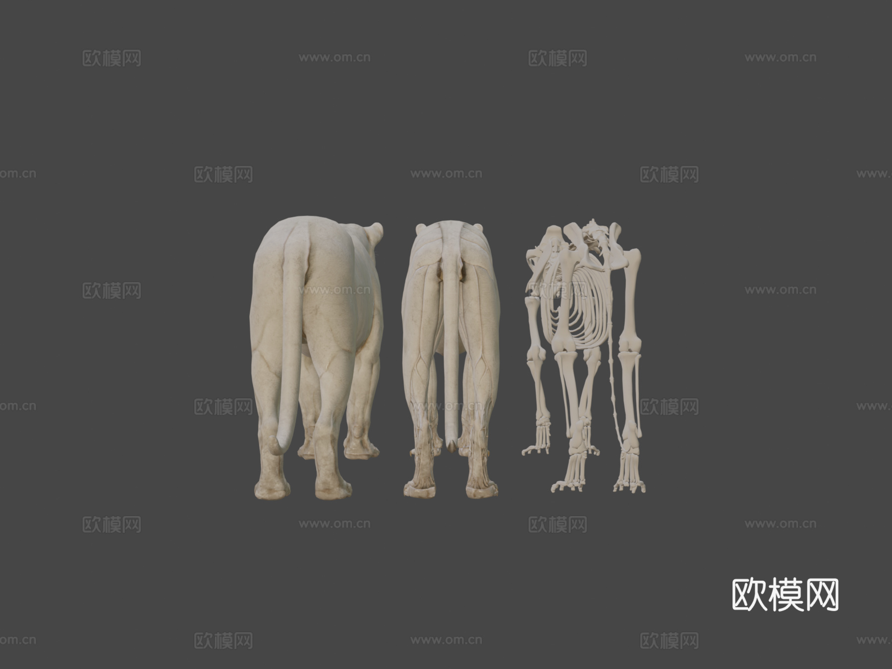 动物狮子解剖皮肤剥离3d模型